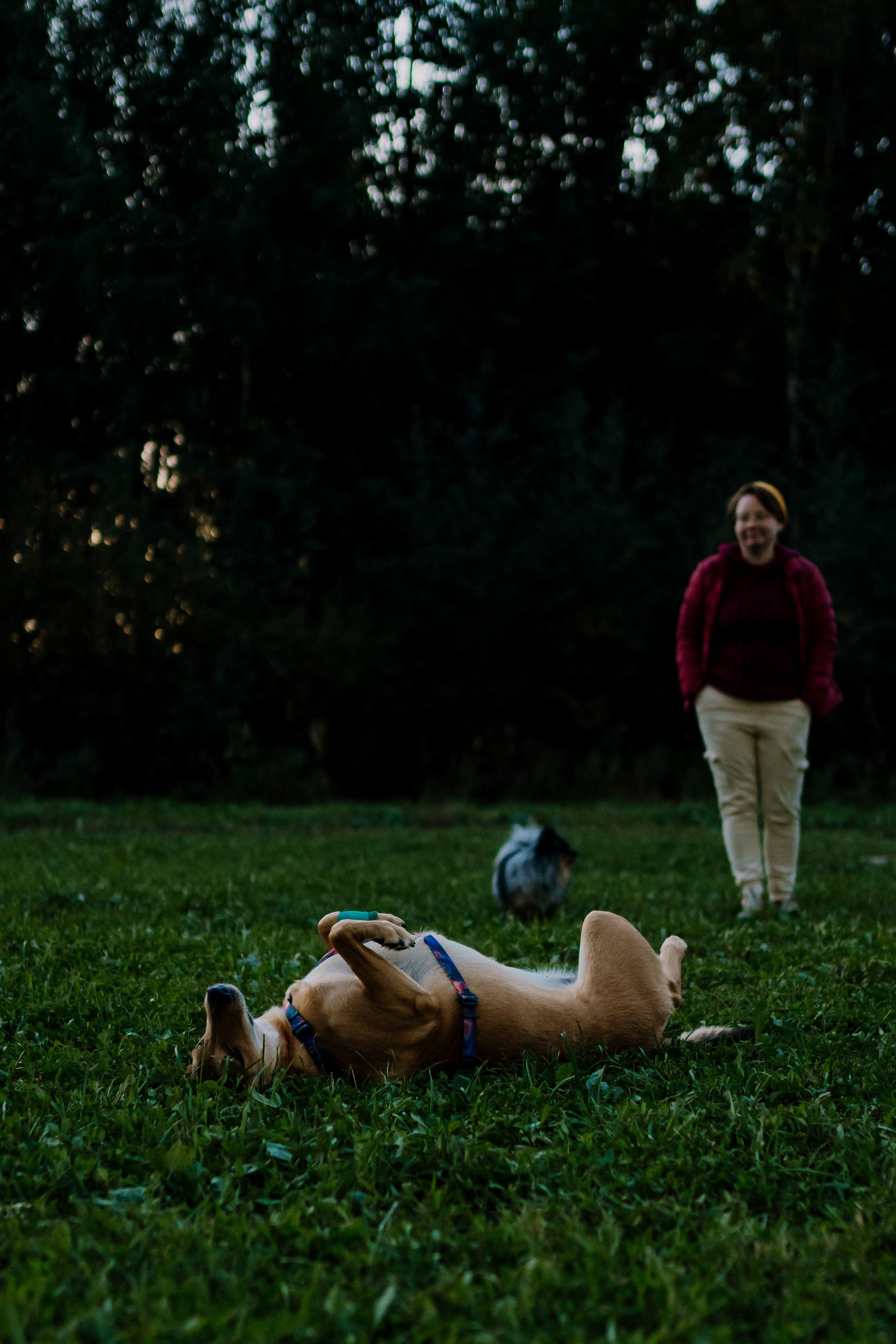 Семейная фотосессия с двумя собаками на закате. Фотограф анималист в Спб недорого Олеся Майорова
