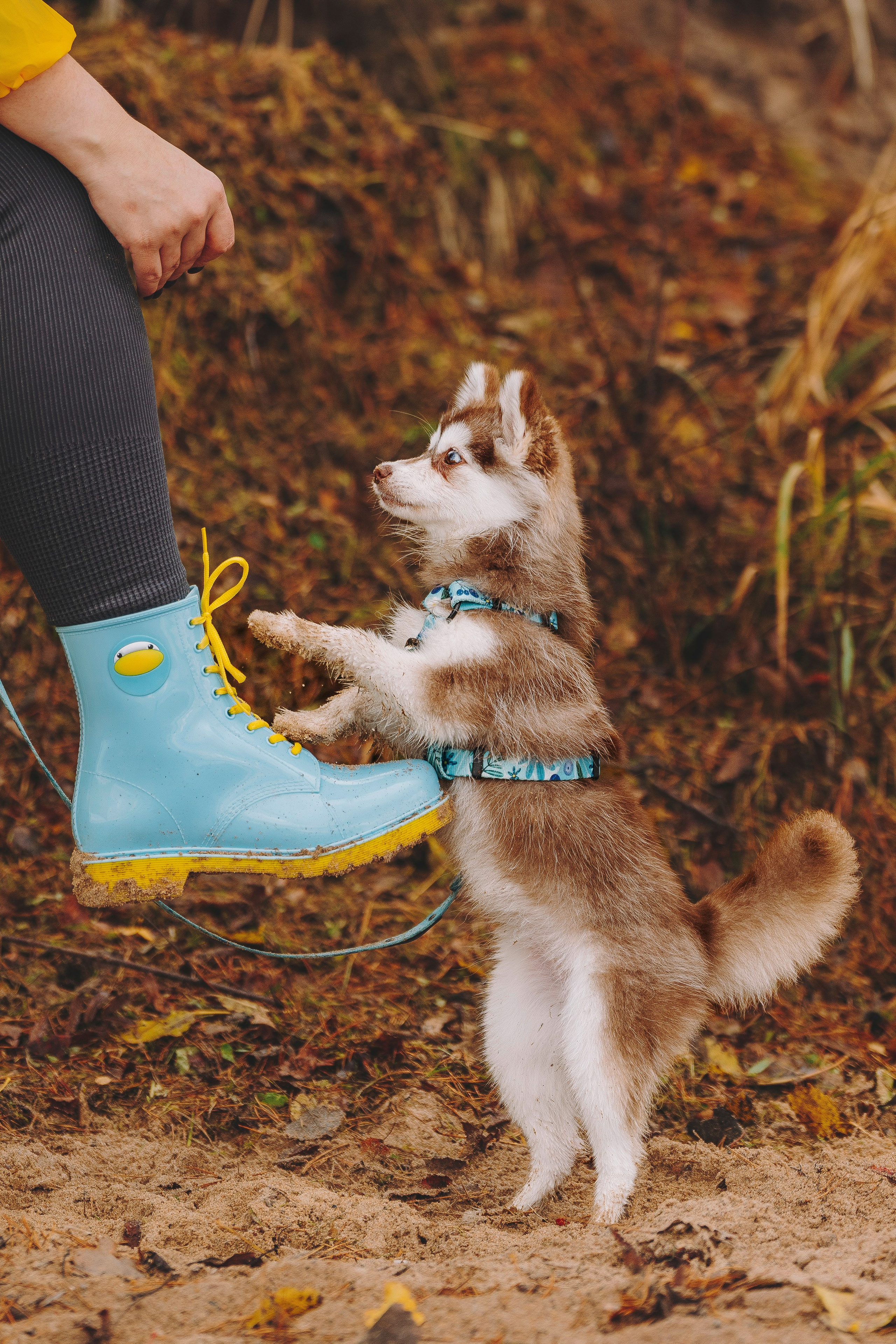 Катерина и Дрэка. Фотограф анималист в Спб недорого Олеся Майорова
