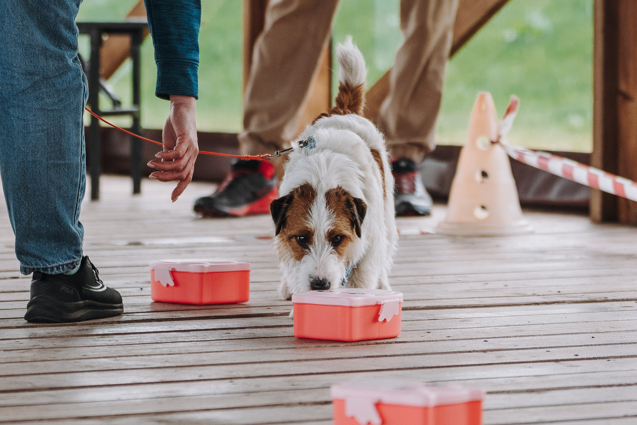 Соревнования по ноузворку в Лосево. Фотограф анималист в Спб недорого Олеся Майорова