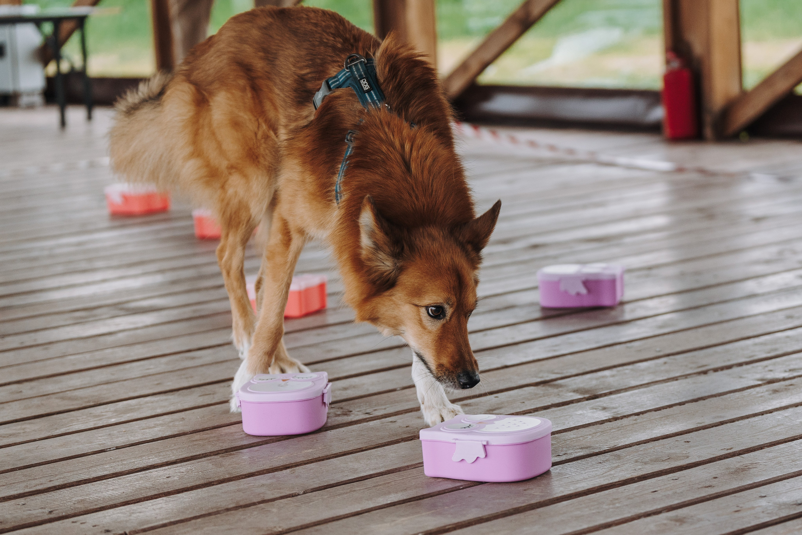 Соревнования по ноузворку в Лосево. Фотограф анималист в Спб недорого Олеся Майорова