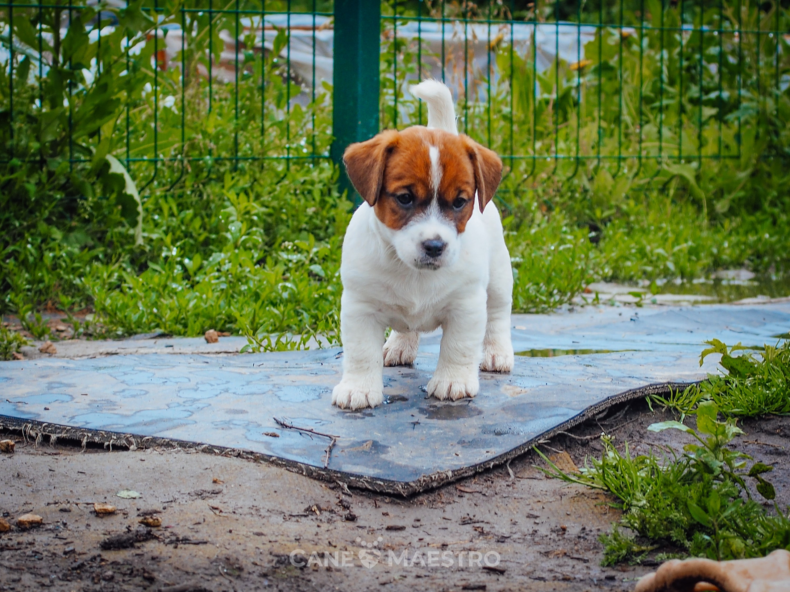Ш_FEMALE_SHIZGARA. CANE MAESTRO — kennel Jack Russell Terrier