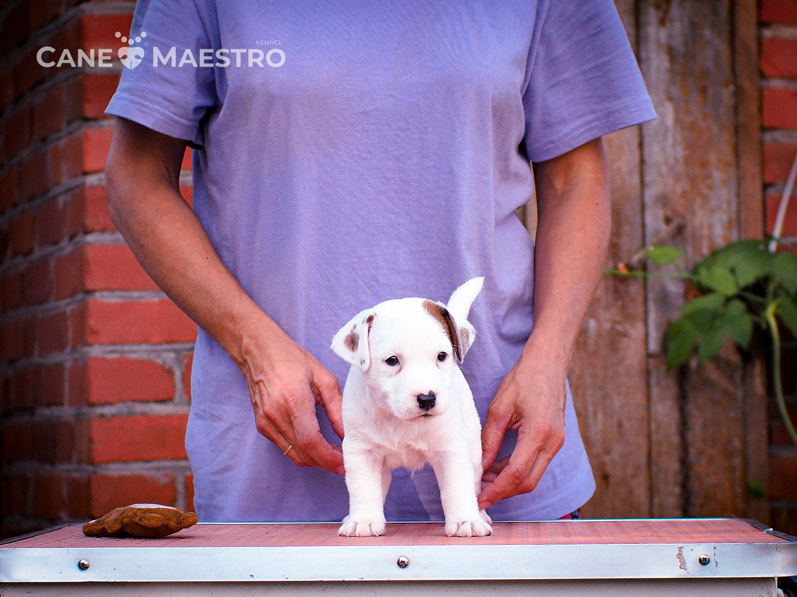ЭСКИМО_MALE. CANE MAESTRO — kennel Jack Russell Terrier