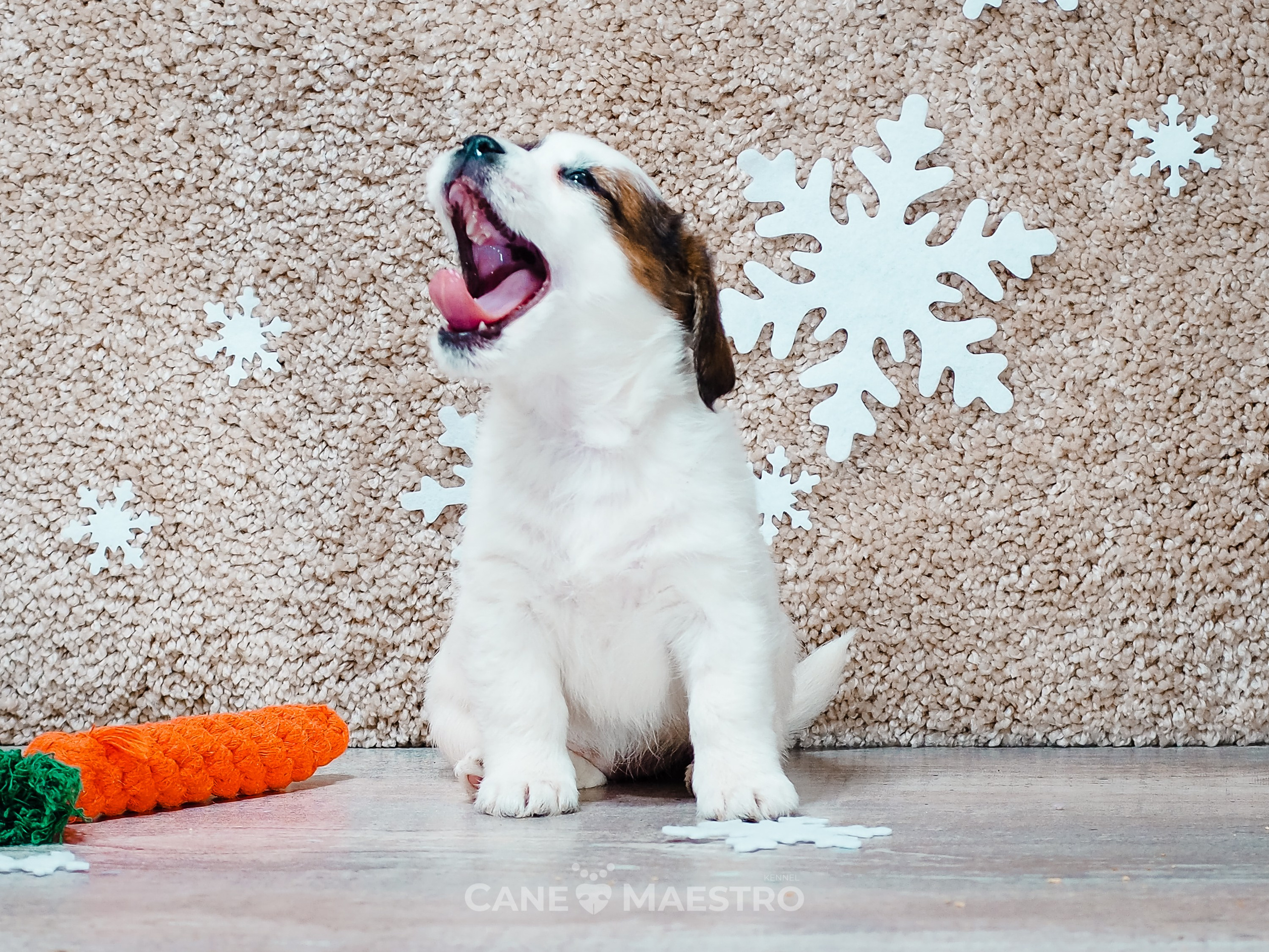 3_Девочка_СНЕЖНАЯ_Ц. CANE MAESTRO — kennel Jack Russell Terrier