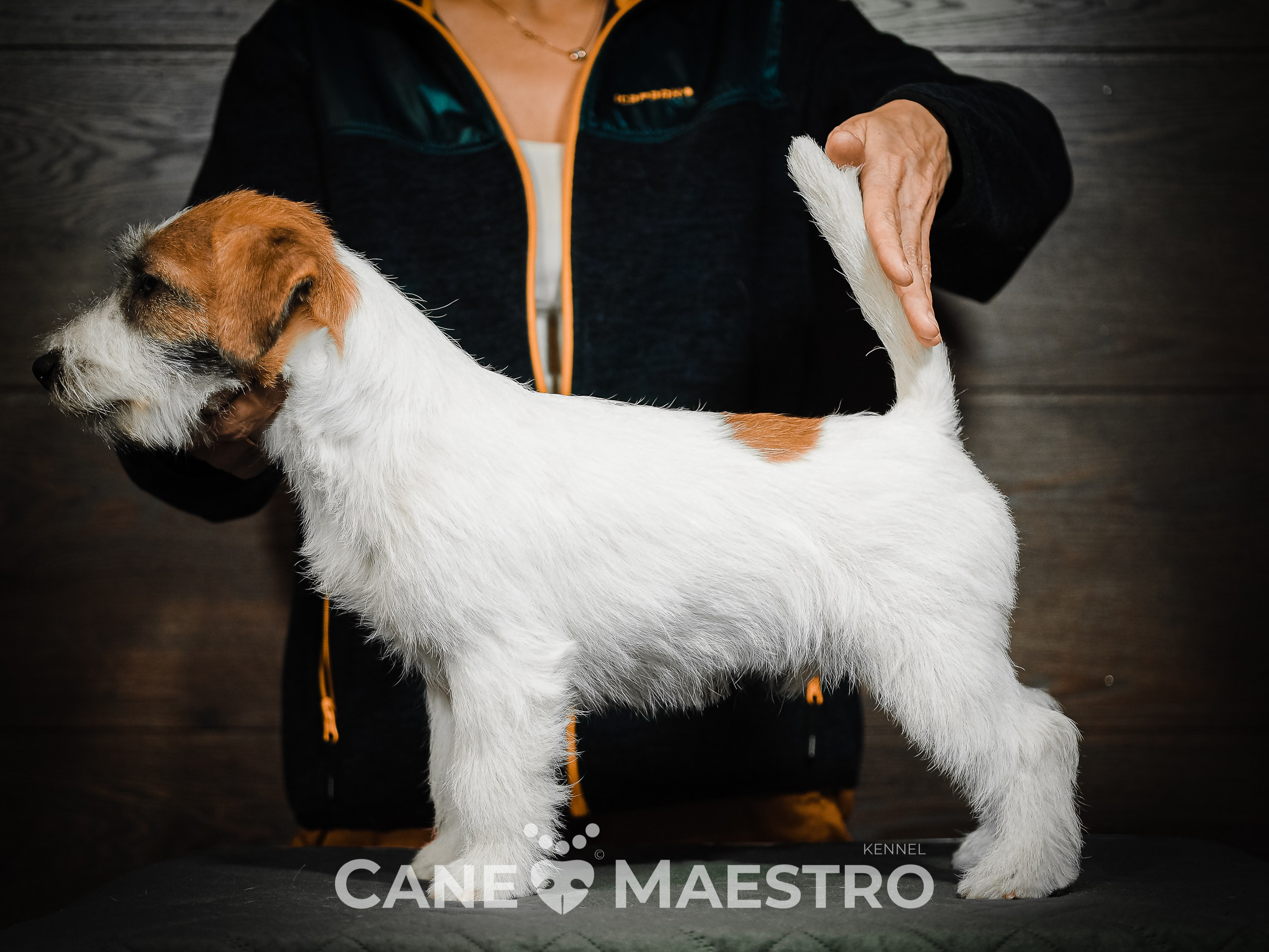 Кобель ХАН СОЛО. CANE MAESTRO — kennel Jack Russell Terrier