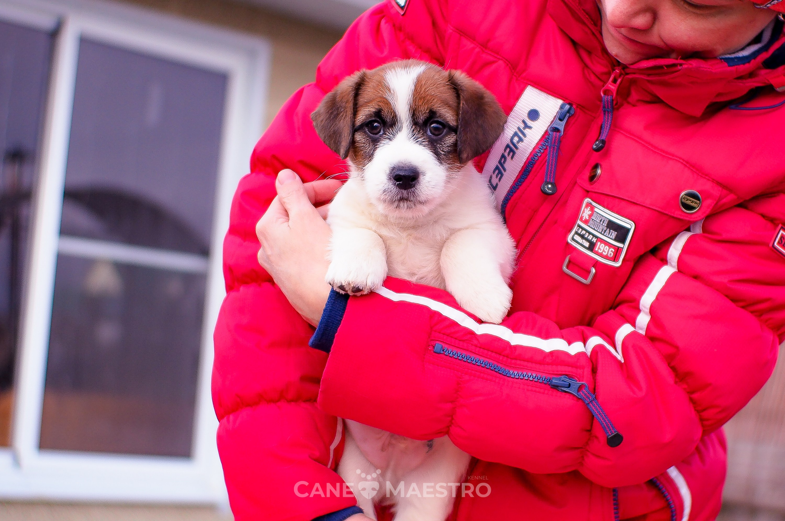 Мальчик 2. Кобель бело-рыжий. Джек рассел терьер щенок. КАНЕ МАЭСТРО — питомник Джек рассел терьеров