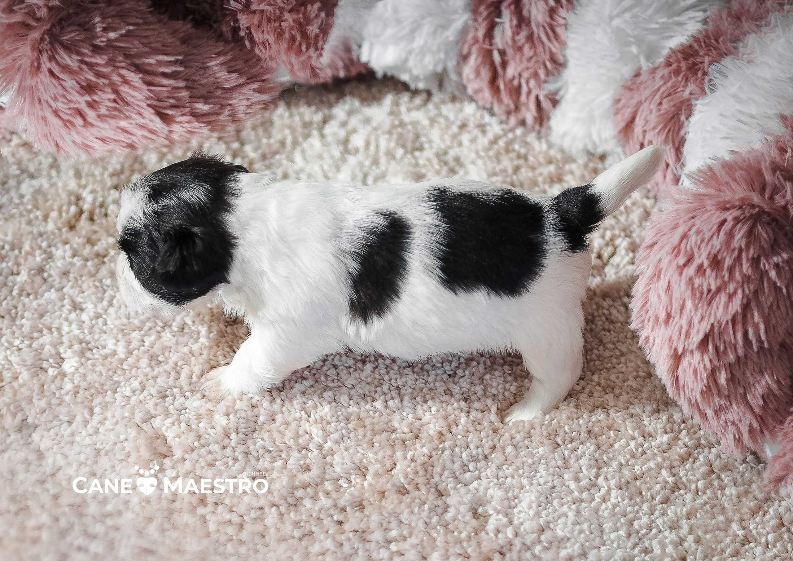 X_КОБЛ_4_БЕЛ_ЧЕРН. CANE MAESTRO — kennel Jack Russell Terrier