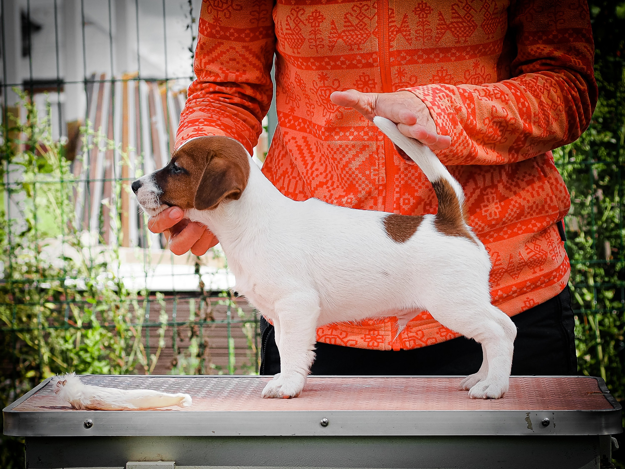 ЭМЕНТАЛЬ_КОБЕЛЬ. CANE MAESTRO — kennel Jack Russell Terrier