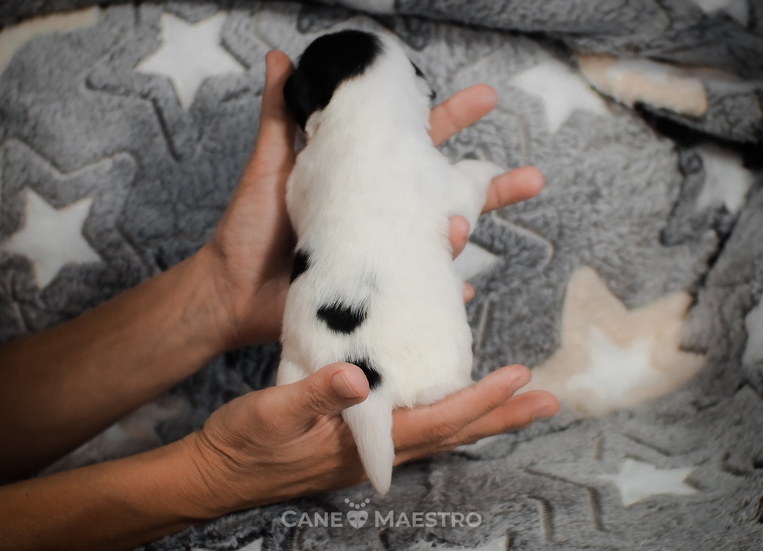 КОБ_Z_2_BLACK_27_08_2025. CANE MAESTRO — kennel Jack Russell Terrier