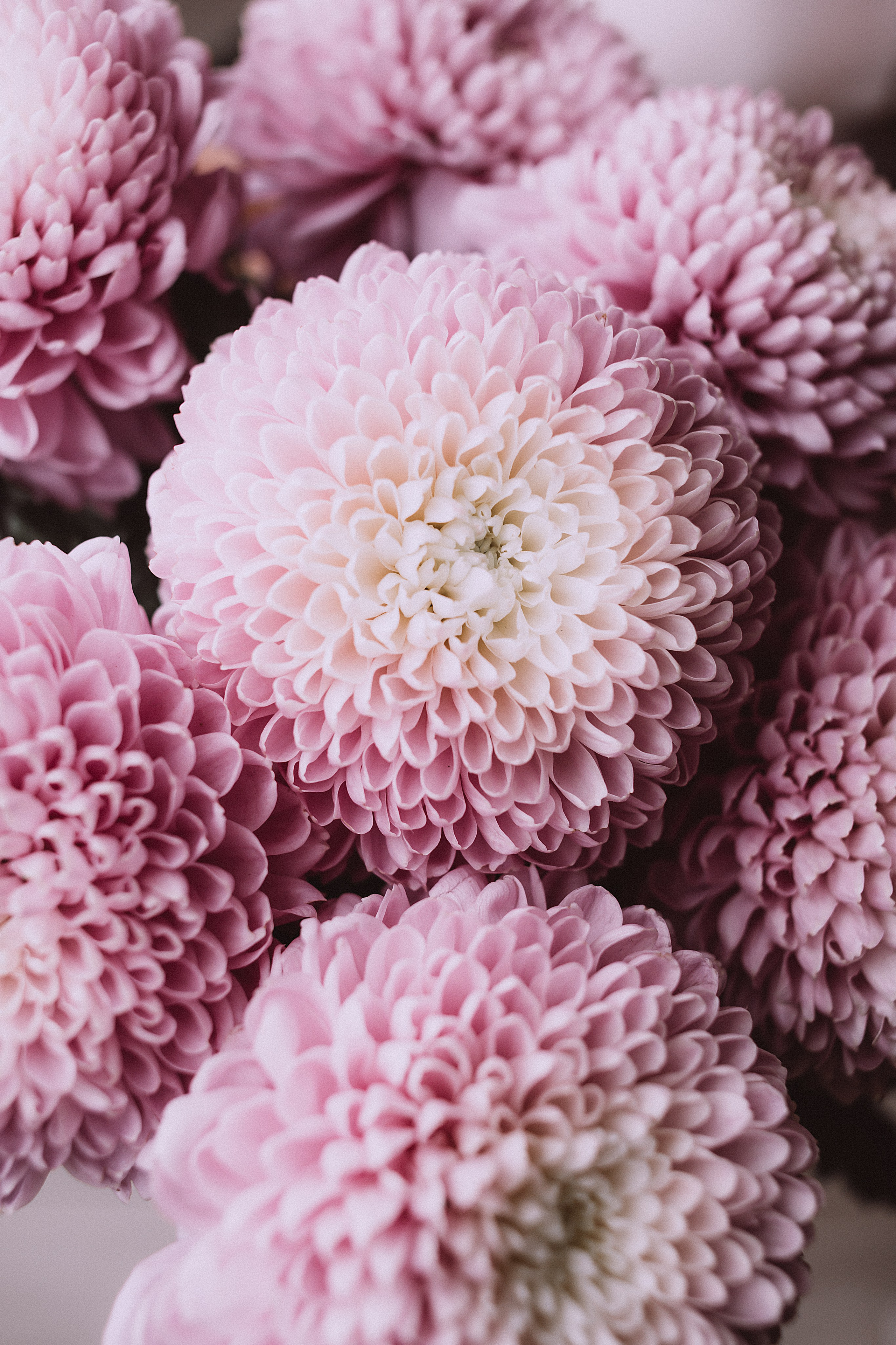 Салон цветов «Гранд Каприз». Предметный & фудфотограф Рязань