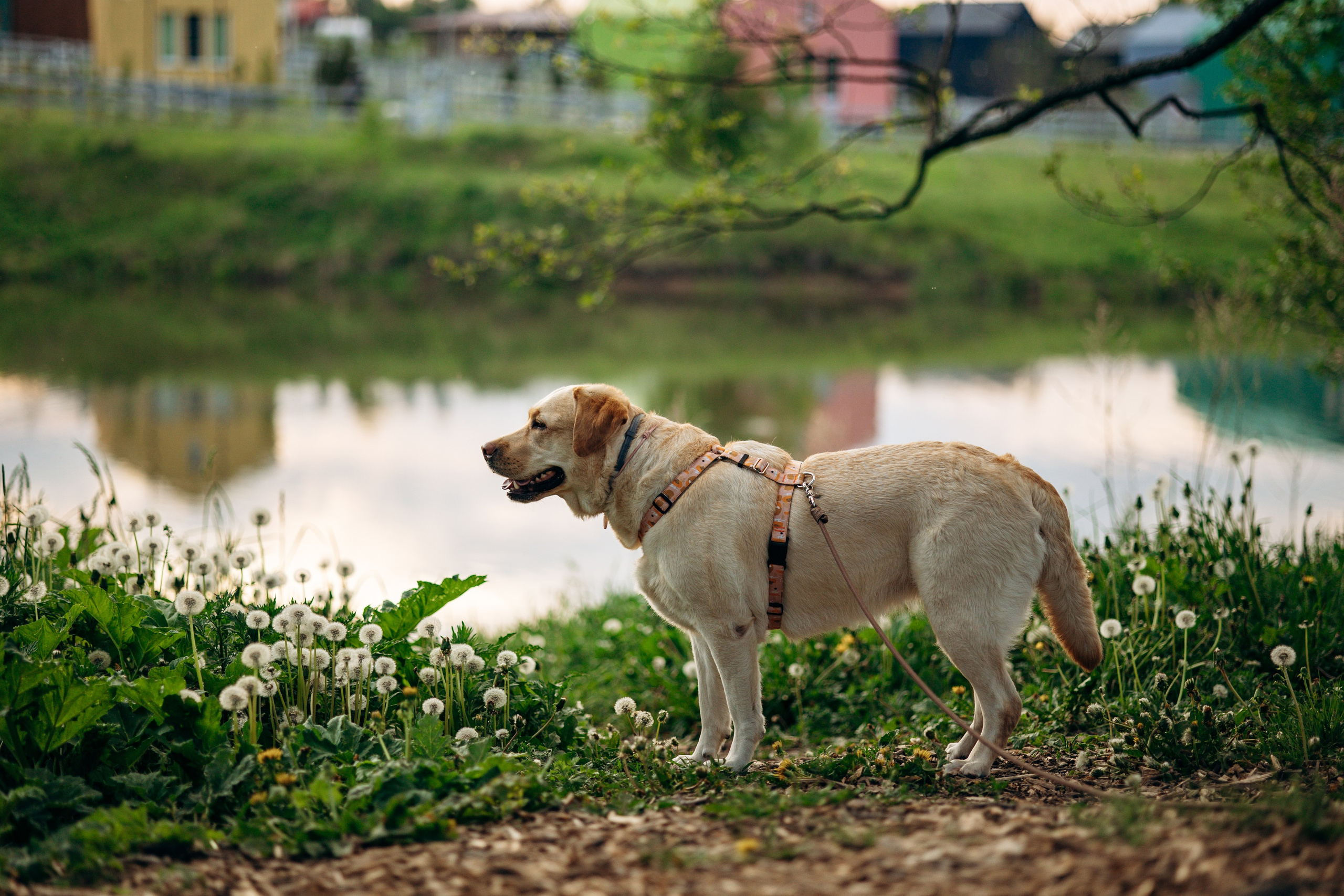 Шани и ее семья. Фотограф — Анималист | Санкт-Петербург