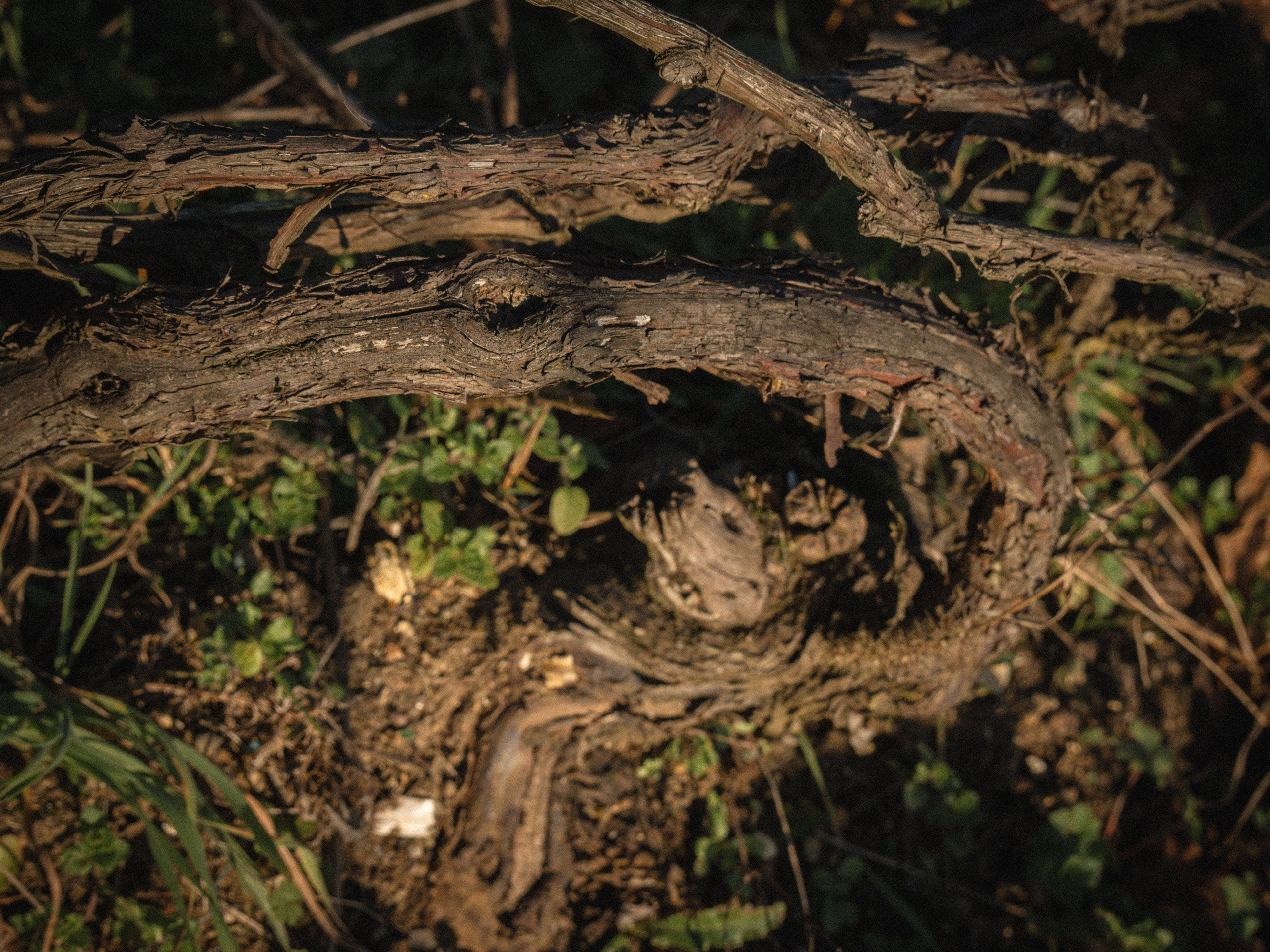 Champagne 2025. Фотограф в Крыму Алевтина Швец