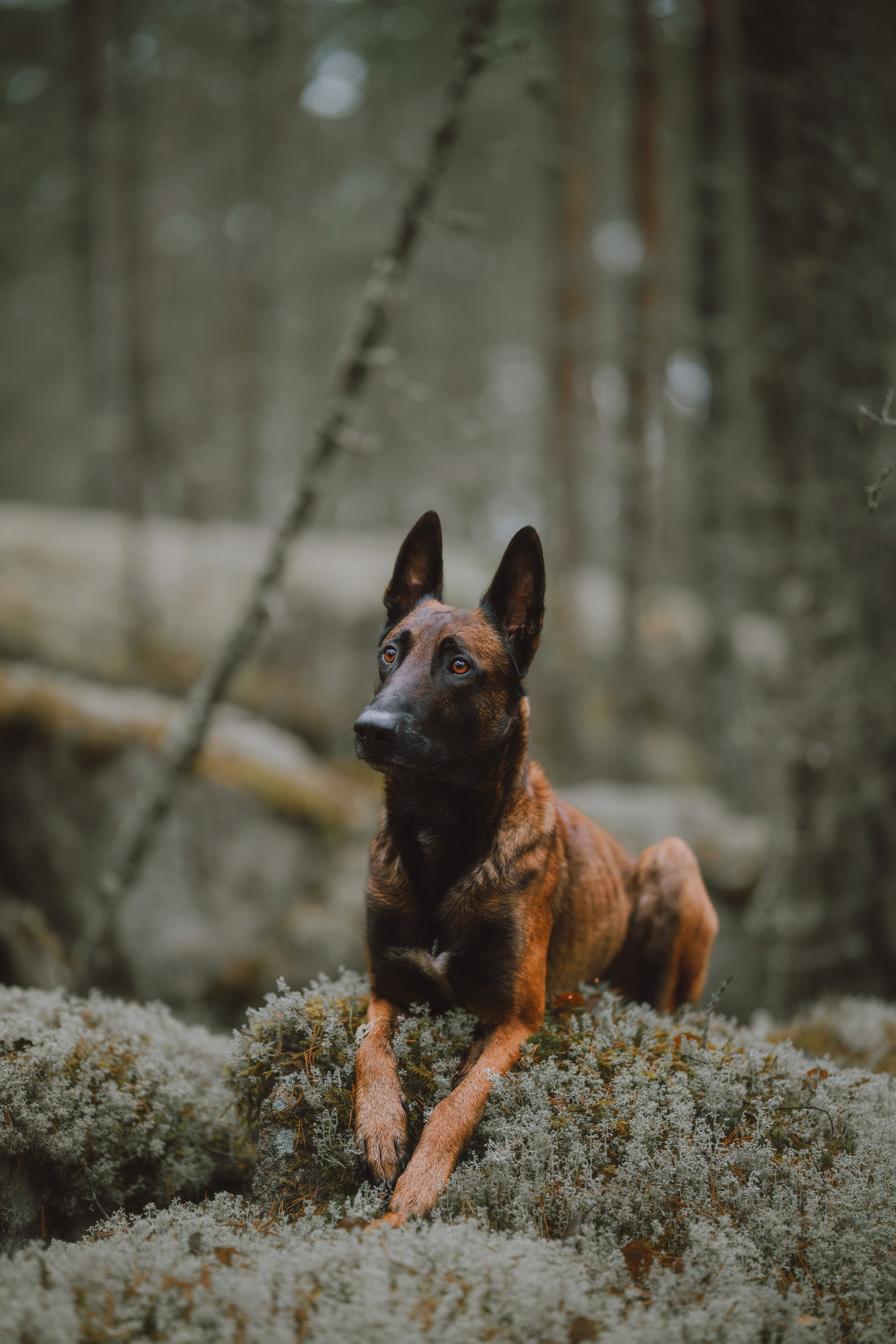Раш. Фотограф анималист Осипчикова Мария