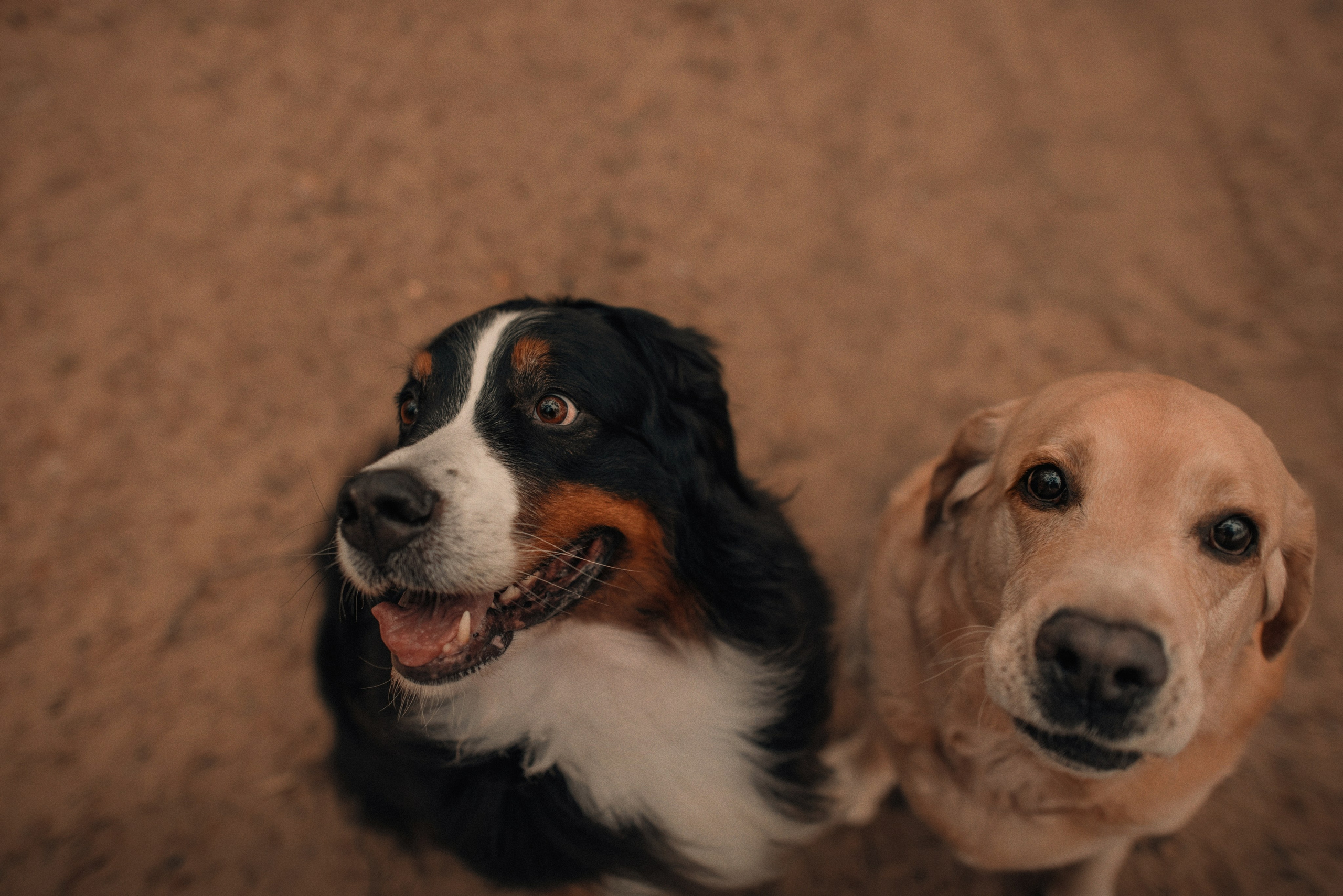 Прогулка: берн Пума, Фрэнк и Юля в Питере. Портфолио