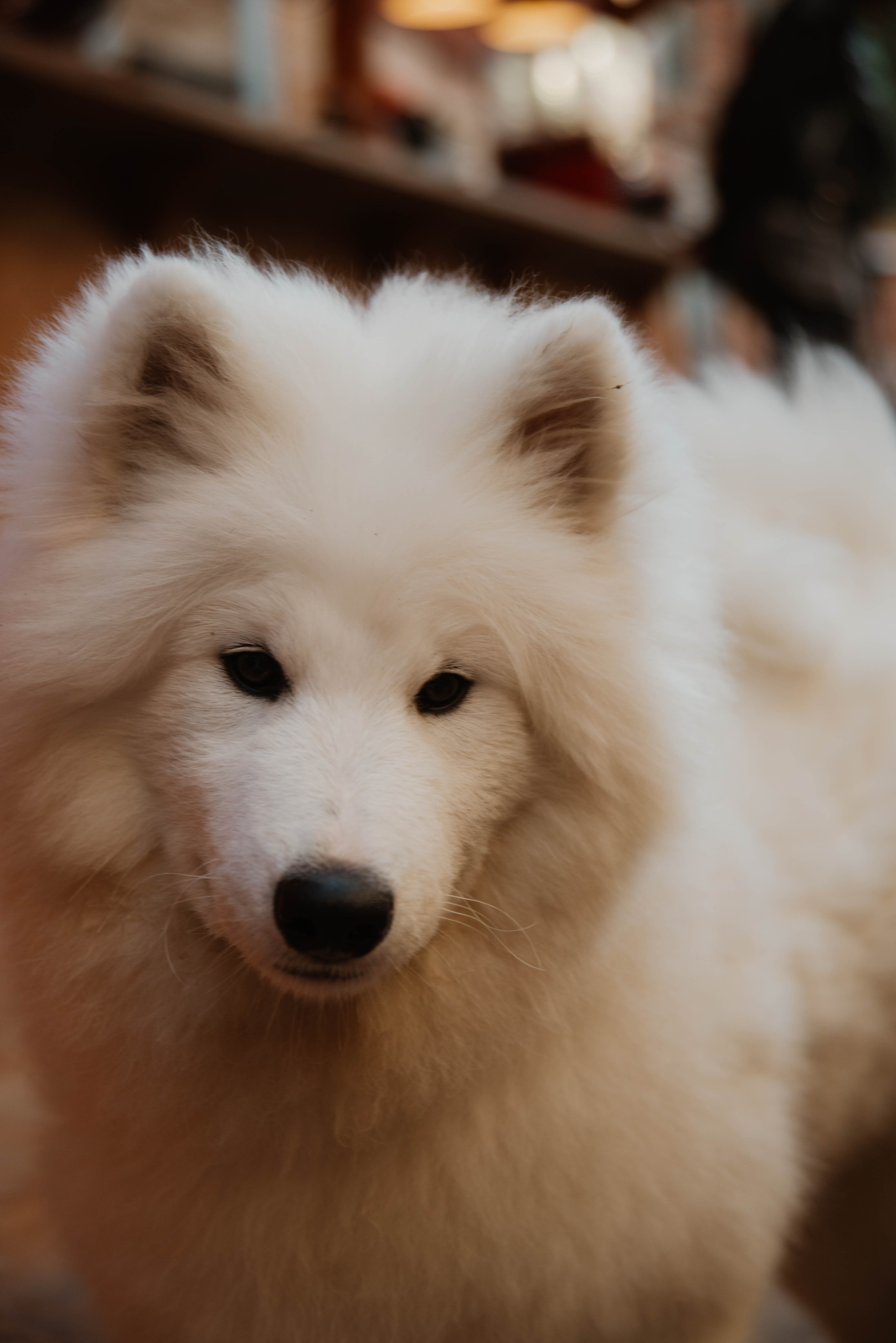 Дог-вечеринка на летнике «Кутёж». Ксения Glossa. Портретный и репортажный фотограф в Самаре