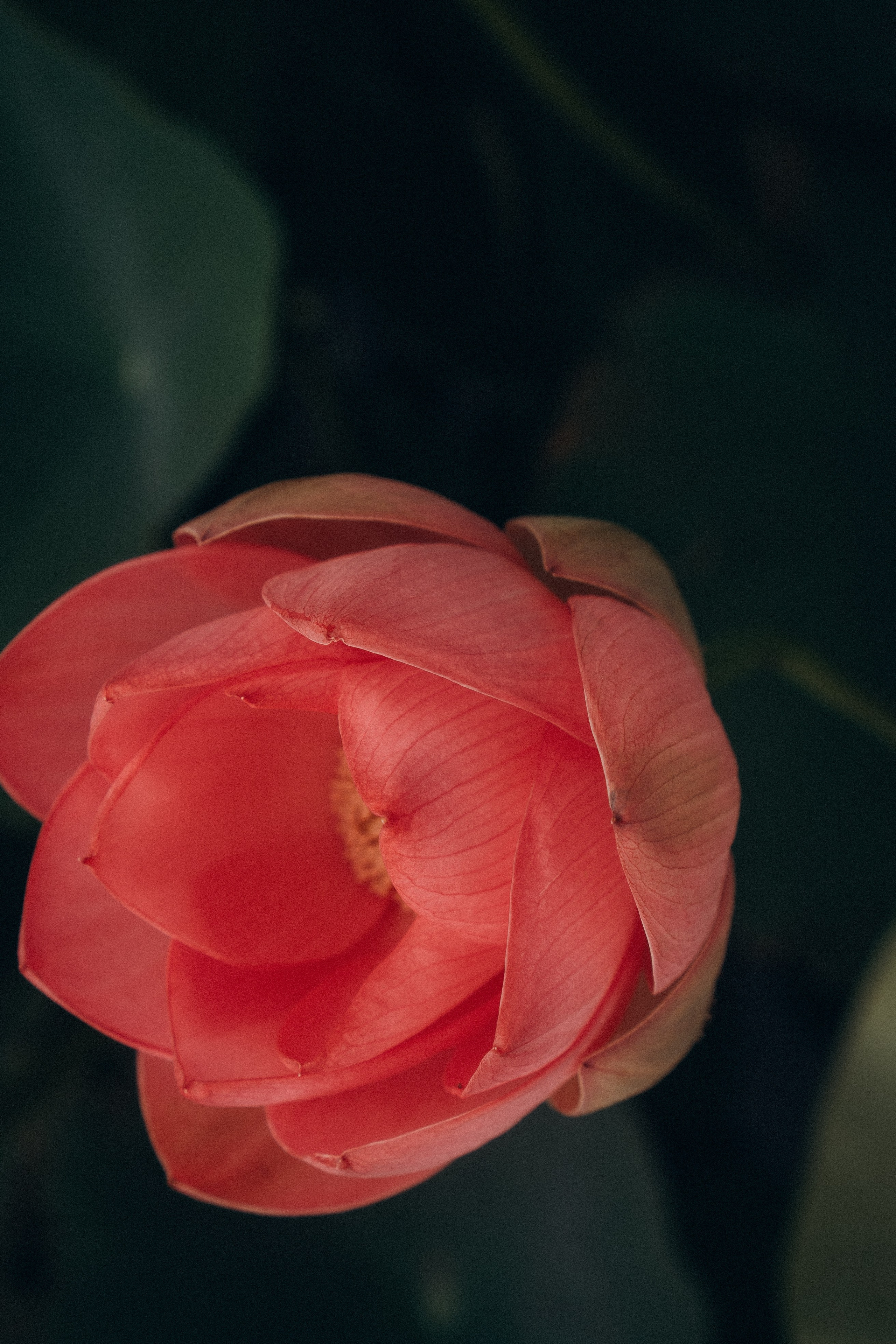 ЛОТОСОВАЯ ПОЛЯНА. Профессиональный фотограф, Санкт-Петербург — Виктория Богомолова