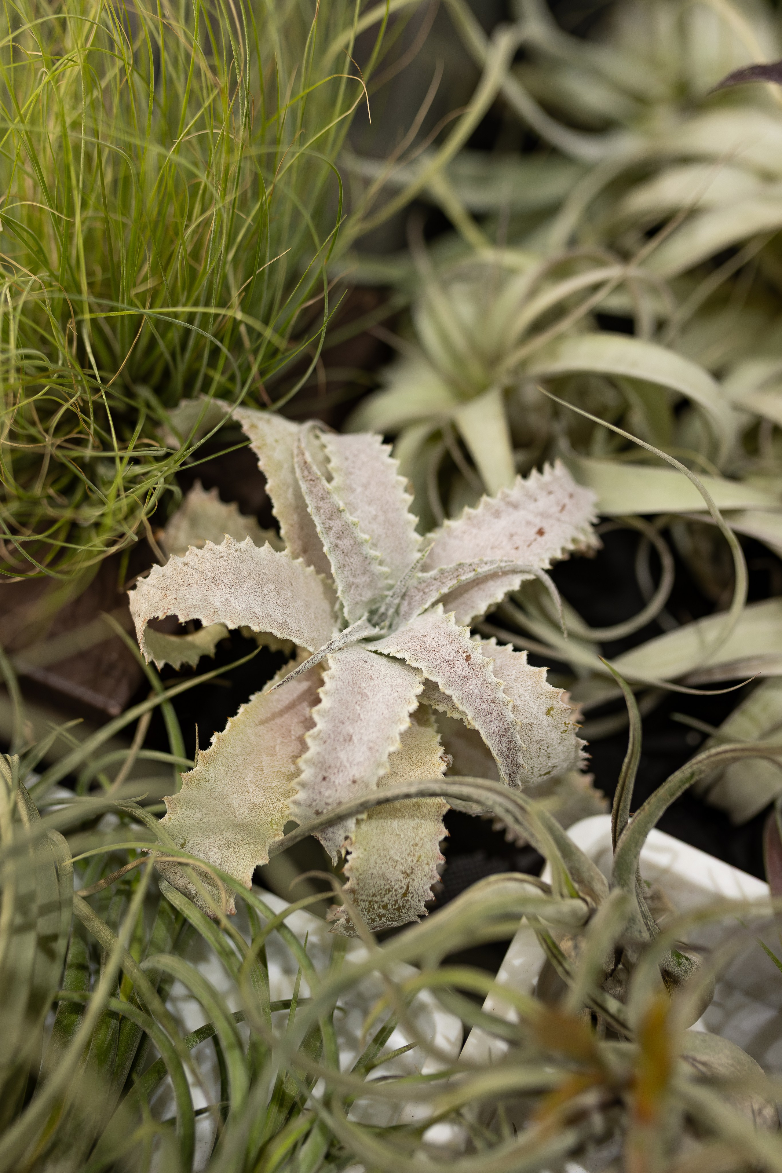 Орхидиум май 2026. Александра Куликова фотограф, Москва