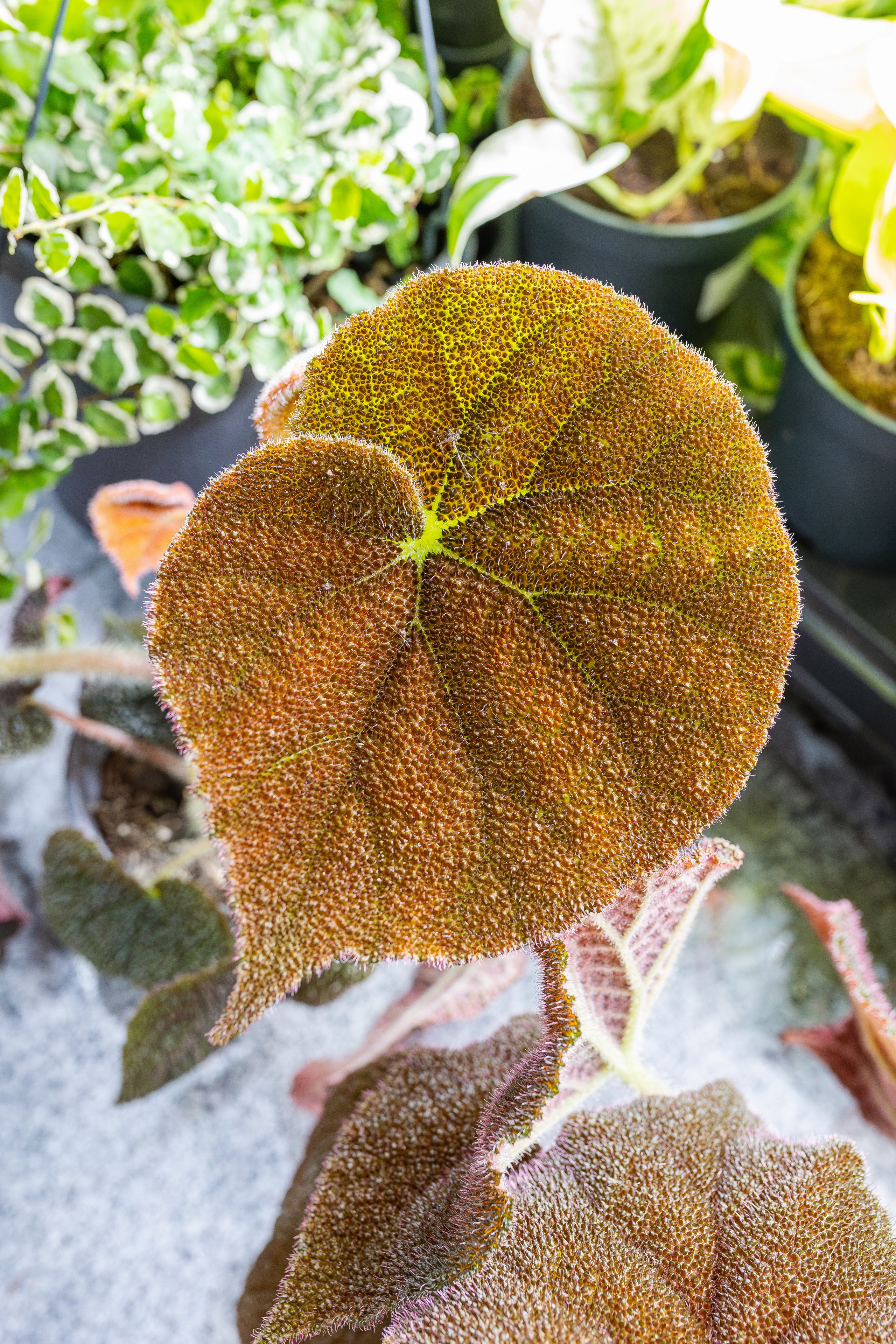 Монстериум апрель 2026. Александра Куликова фотограф, Москва