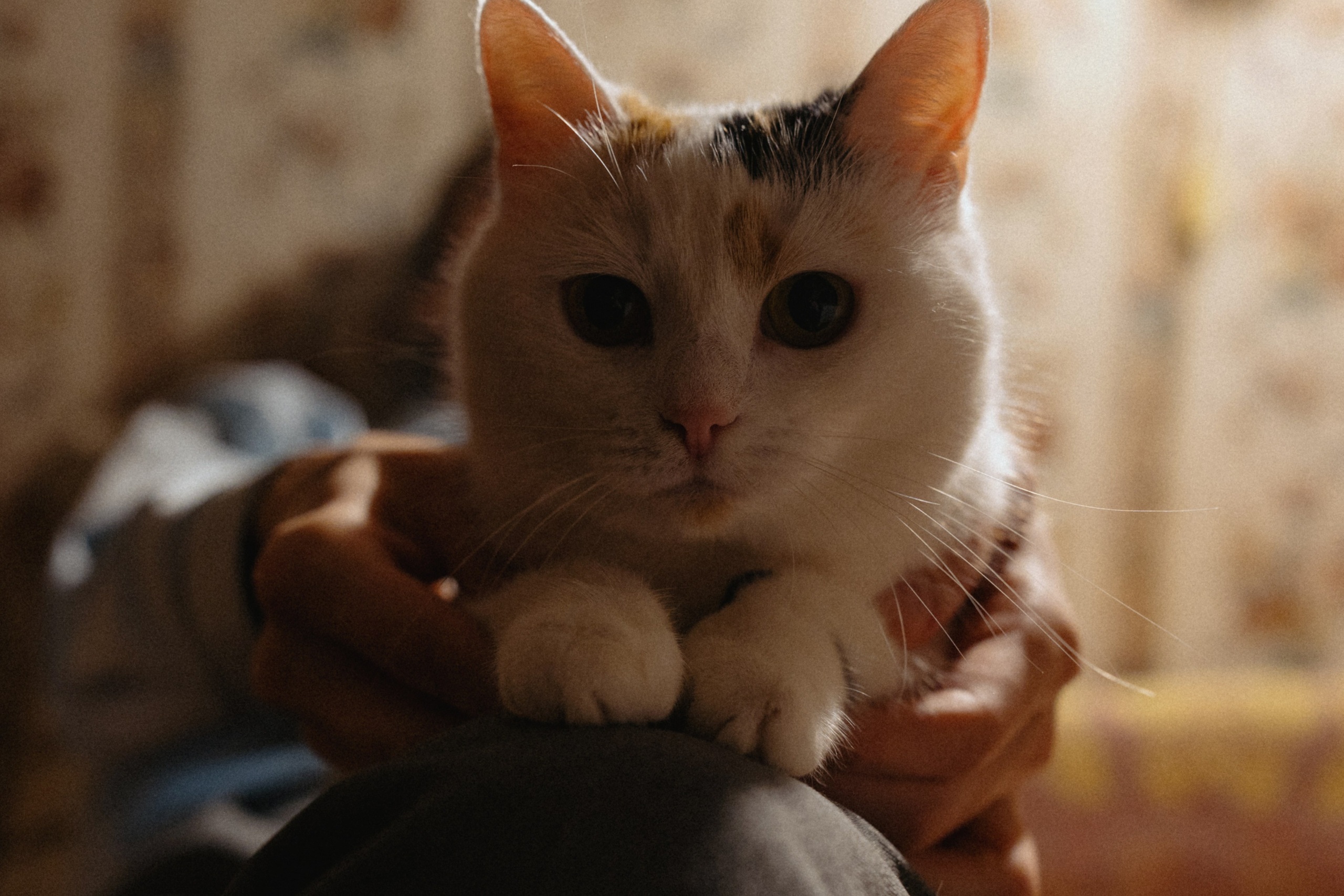Назад в СССр. Юлия Анисимова — свадебный и семейный фотограф в Санкт-Петербурге