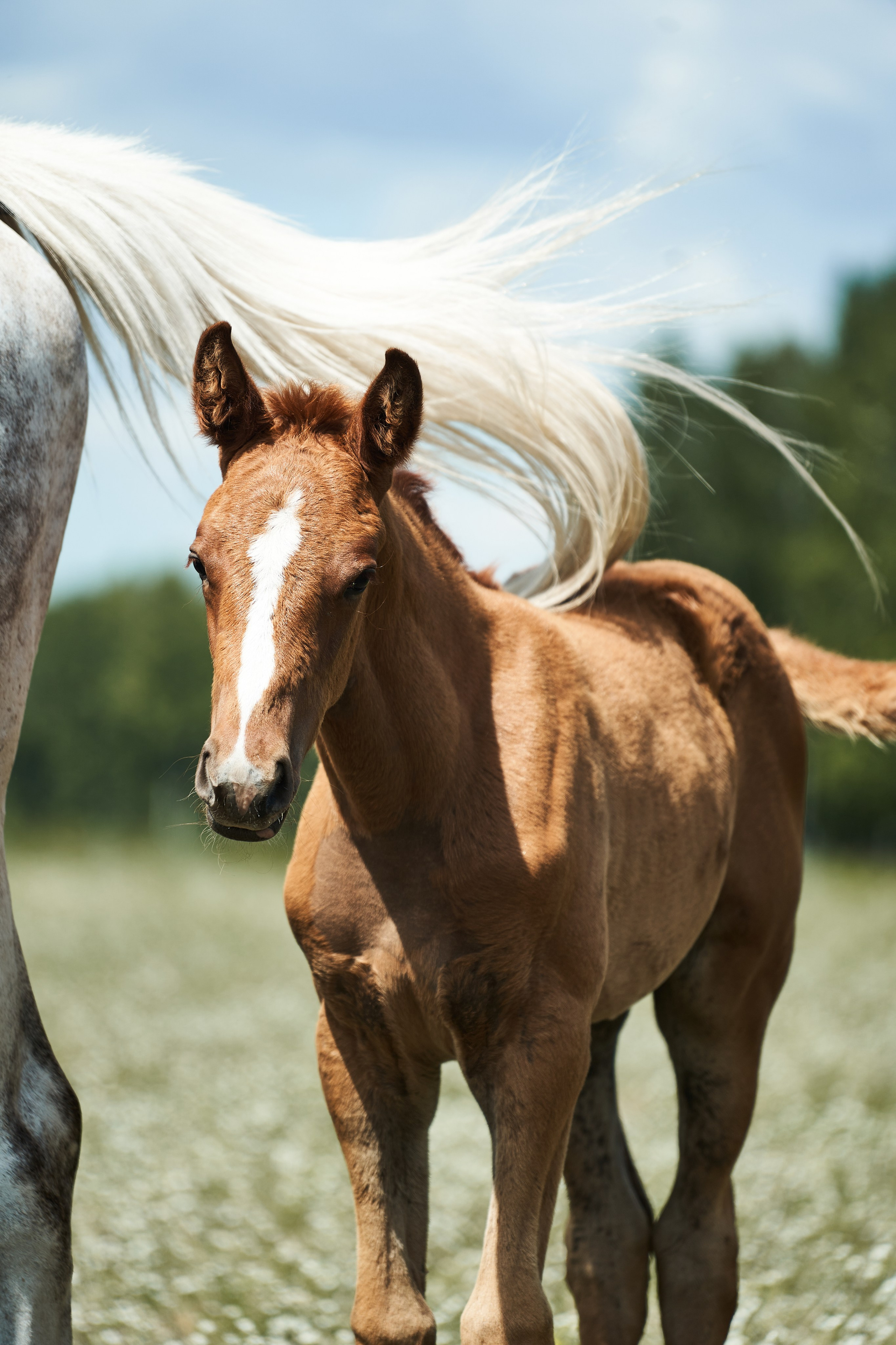 Жеребята КСОЦ «Свобода». Фотосессии с лошадьми в Москве, Новосибирске