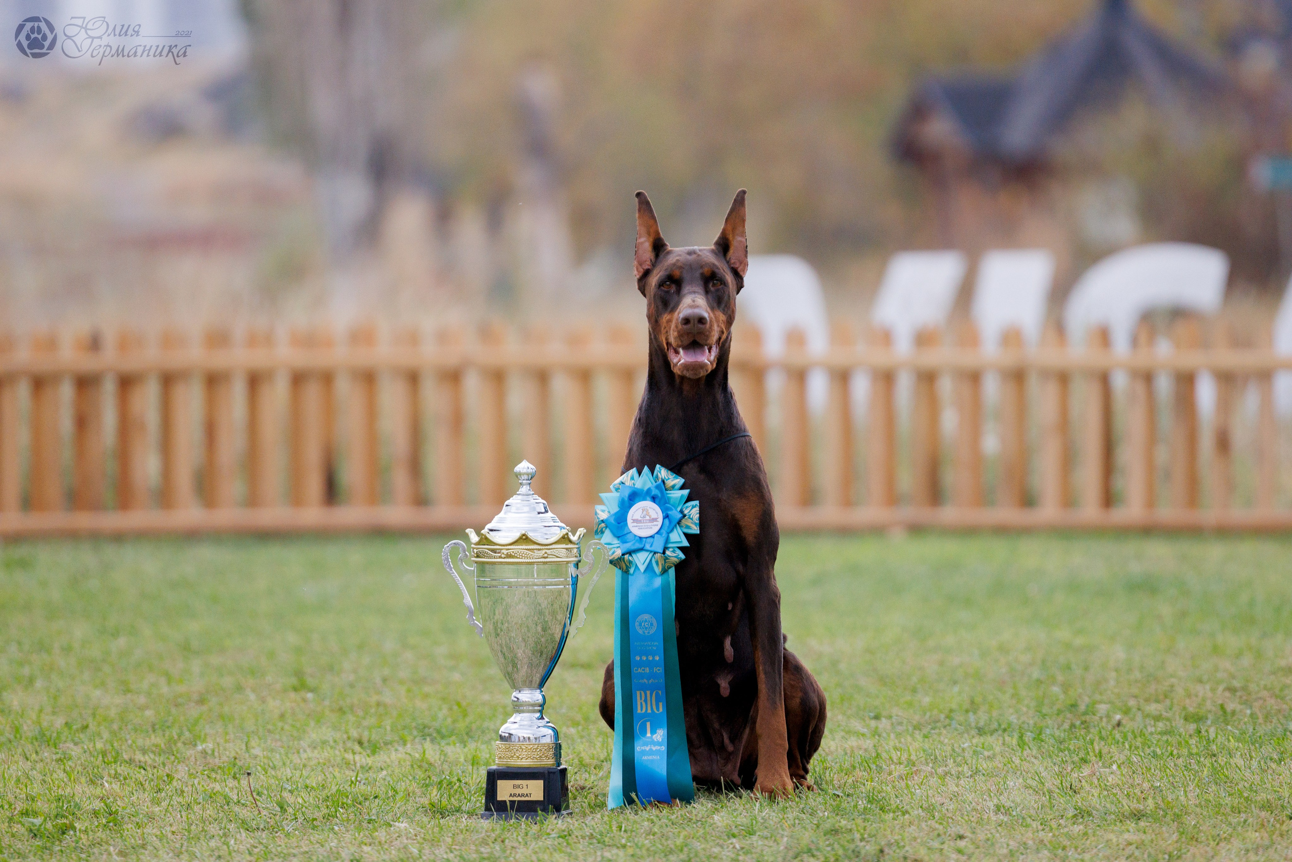 Армения,Ереван 3хCACIB 15-17.10.2024. Фотограф-анималист Юлия Германика