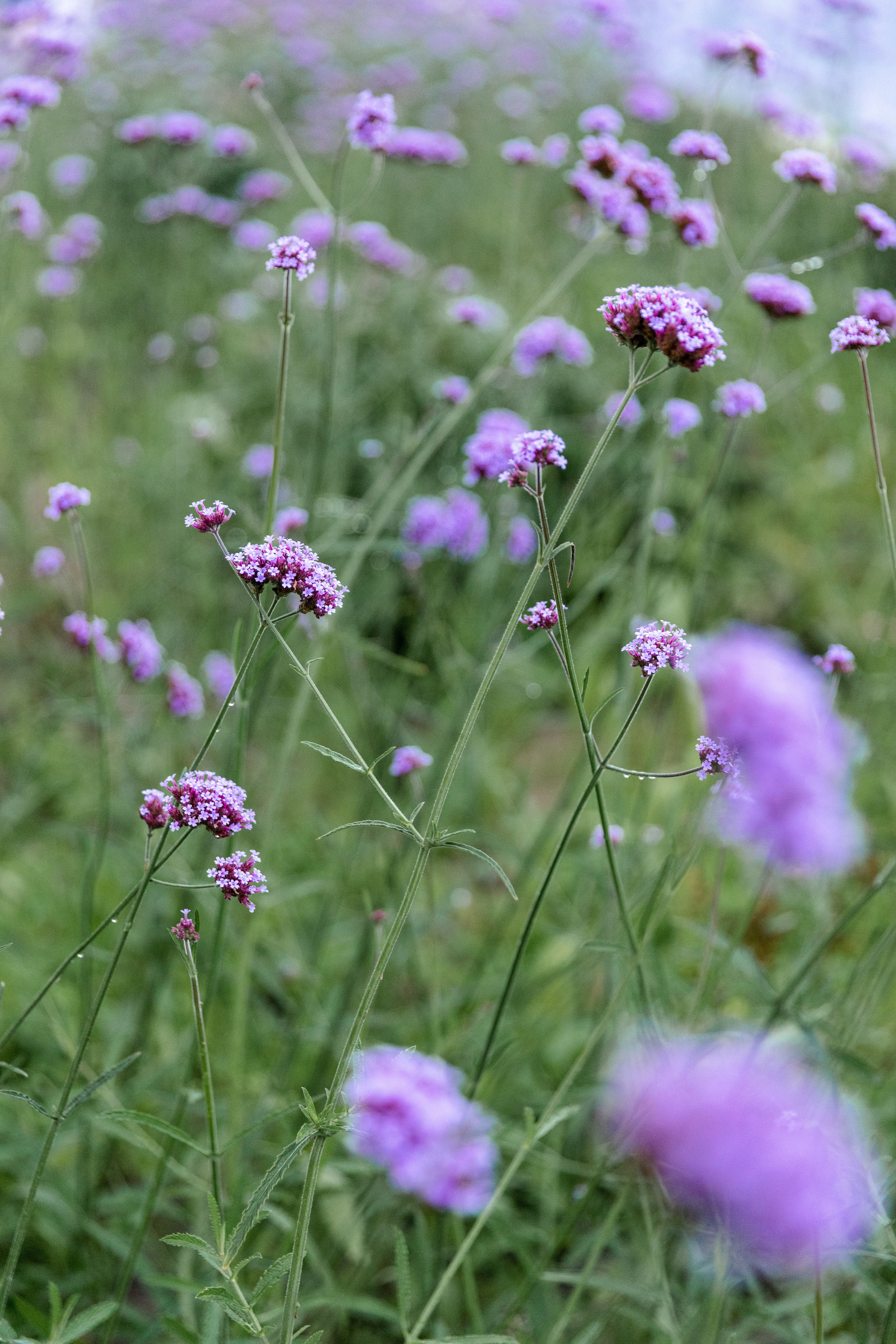 Максим и Анастасия. Фотограф FOTOBANKA