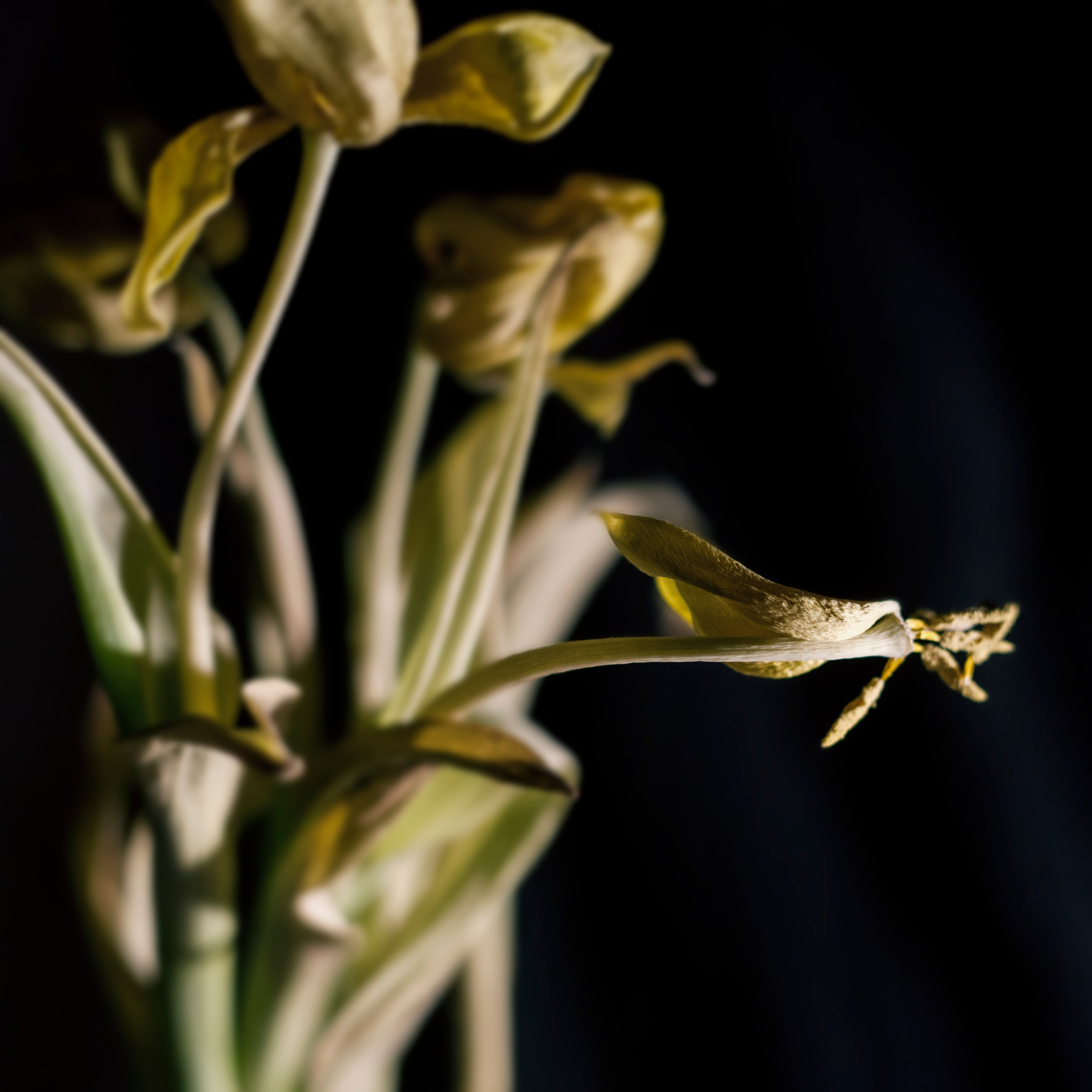 Цветы, колосья и все, что растет. Фотограф Старый Оскол Мавлыга Мария