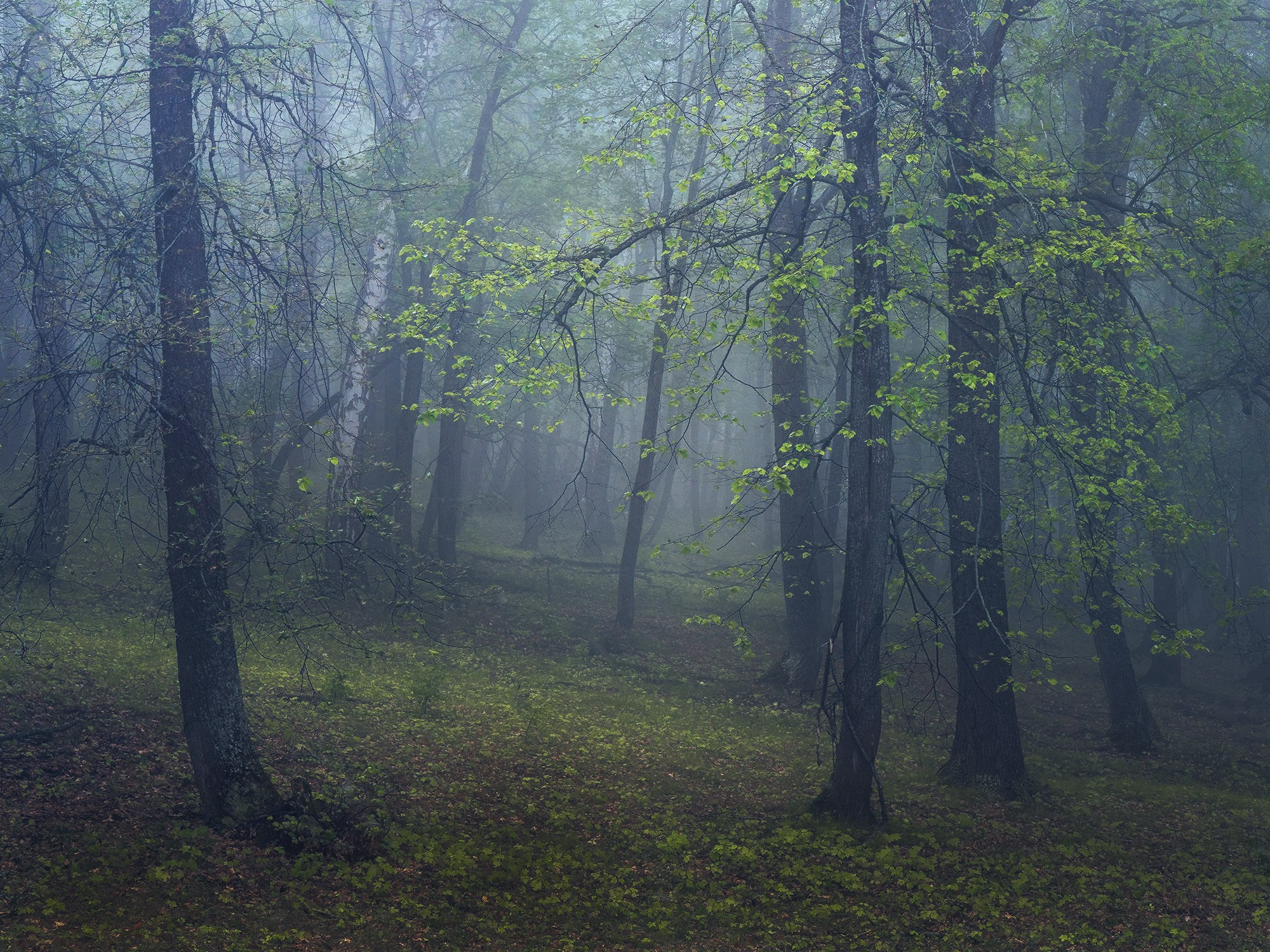 Лето, лес, деревья…. Пейзажный фотограф Руслан Лукманов
