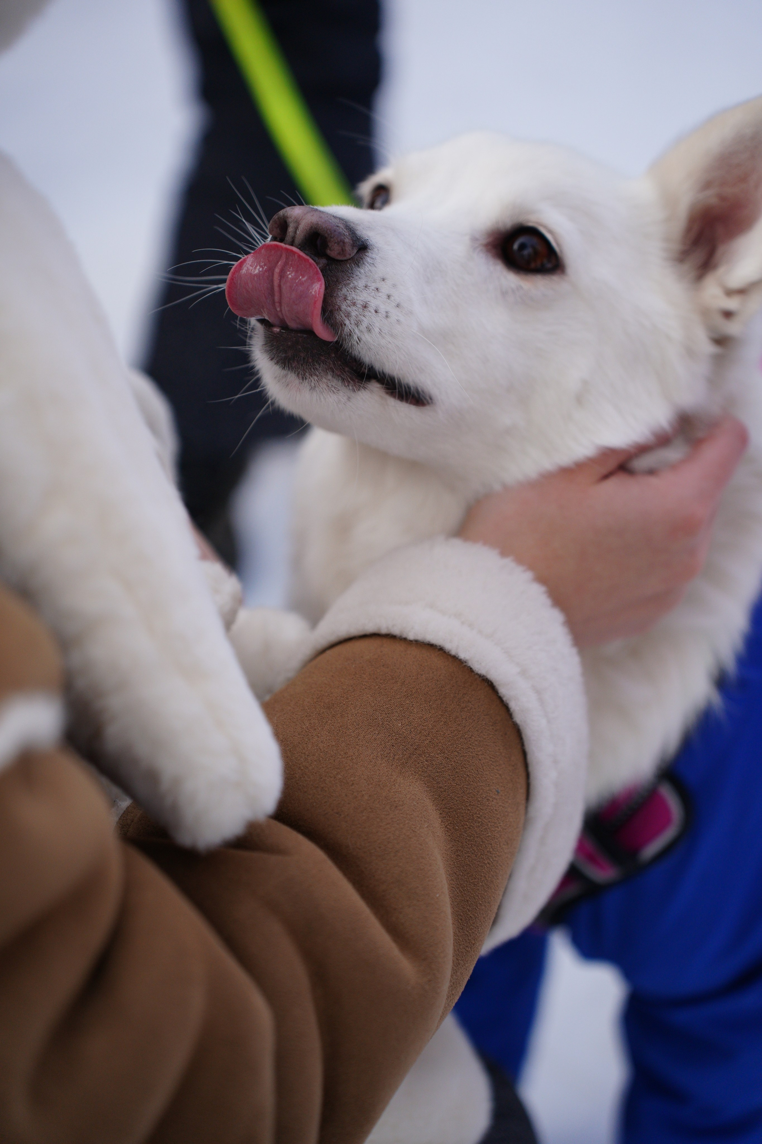 Благотворительная Акция «Ищу Человека». Pupov.png