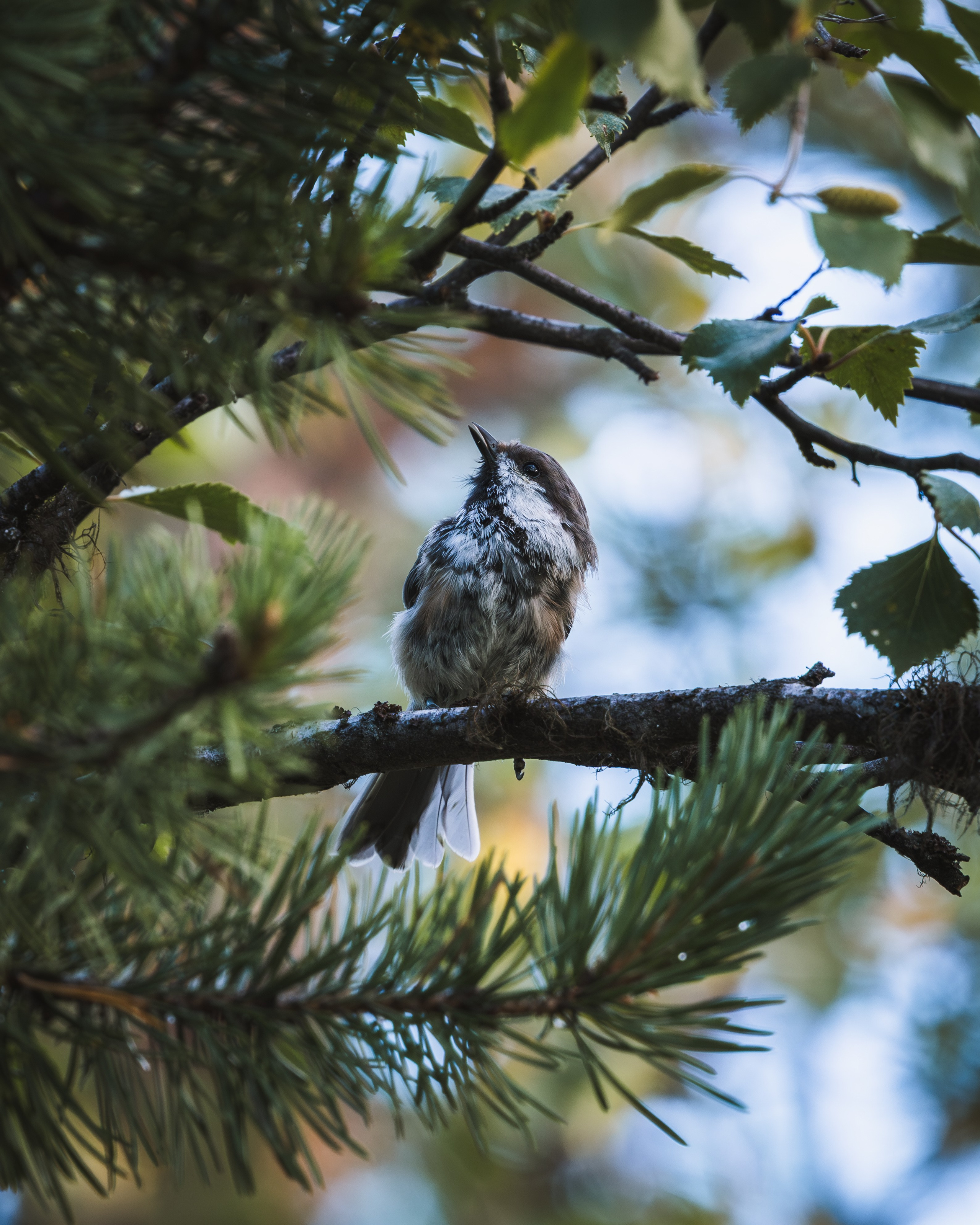 Khibinu 2025. Anton Chernov | Wildlife photographer