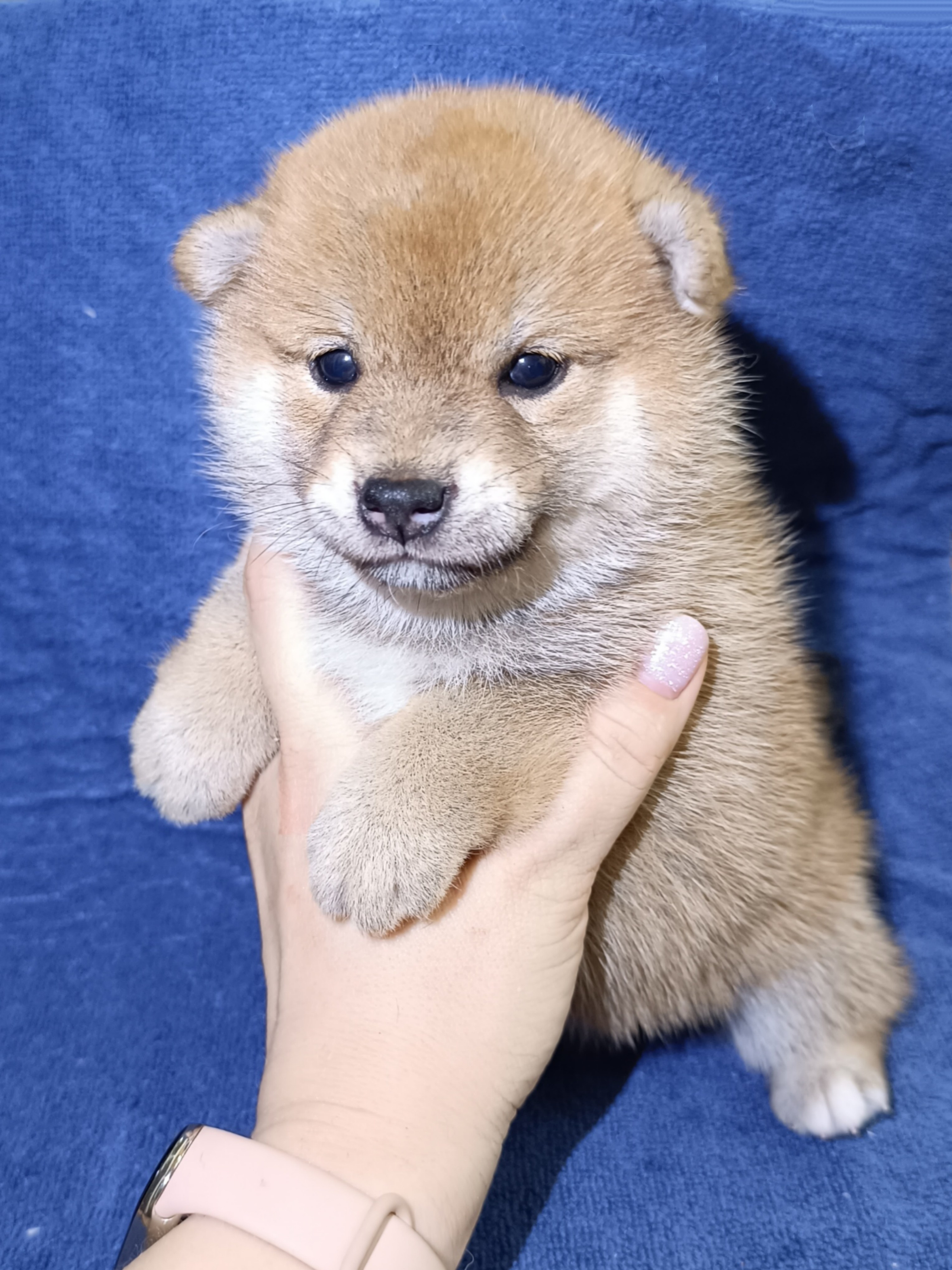 сиба питомник Рубилайт щенки на продажу rubylight  сиба щенки купить СПб Санкт-Петербург 