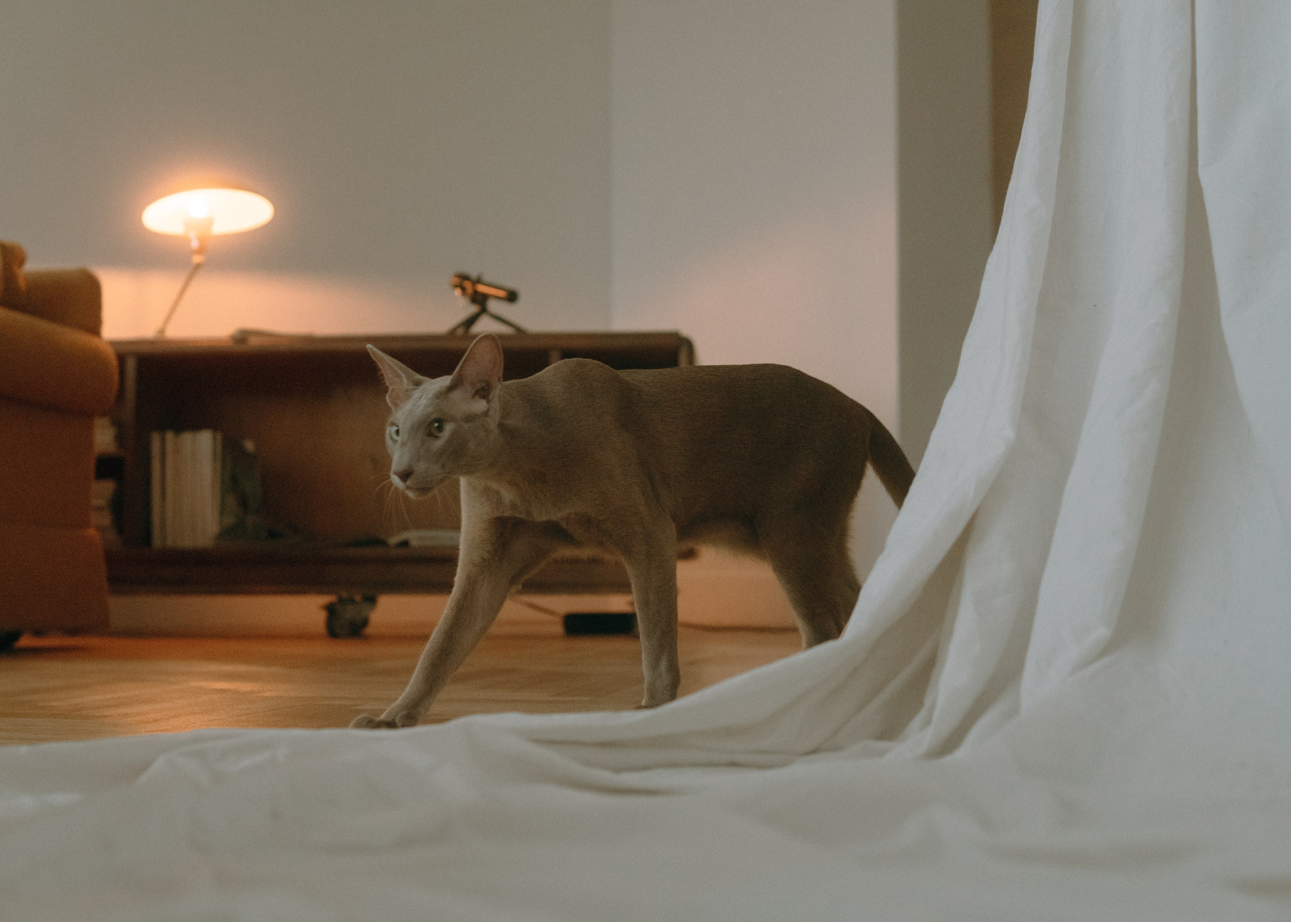 Амина, Булат и Орион. Фотограф-анималист Ксения Воробьева, Москва