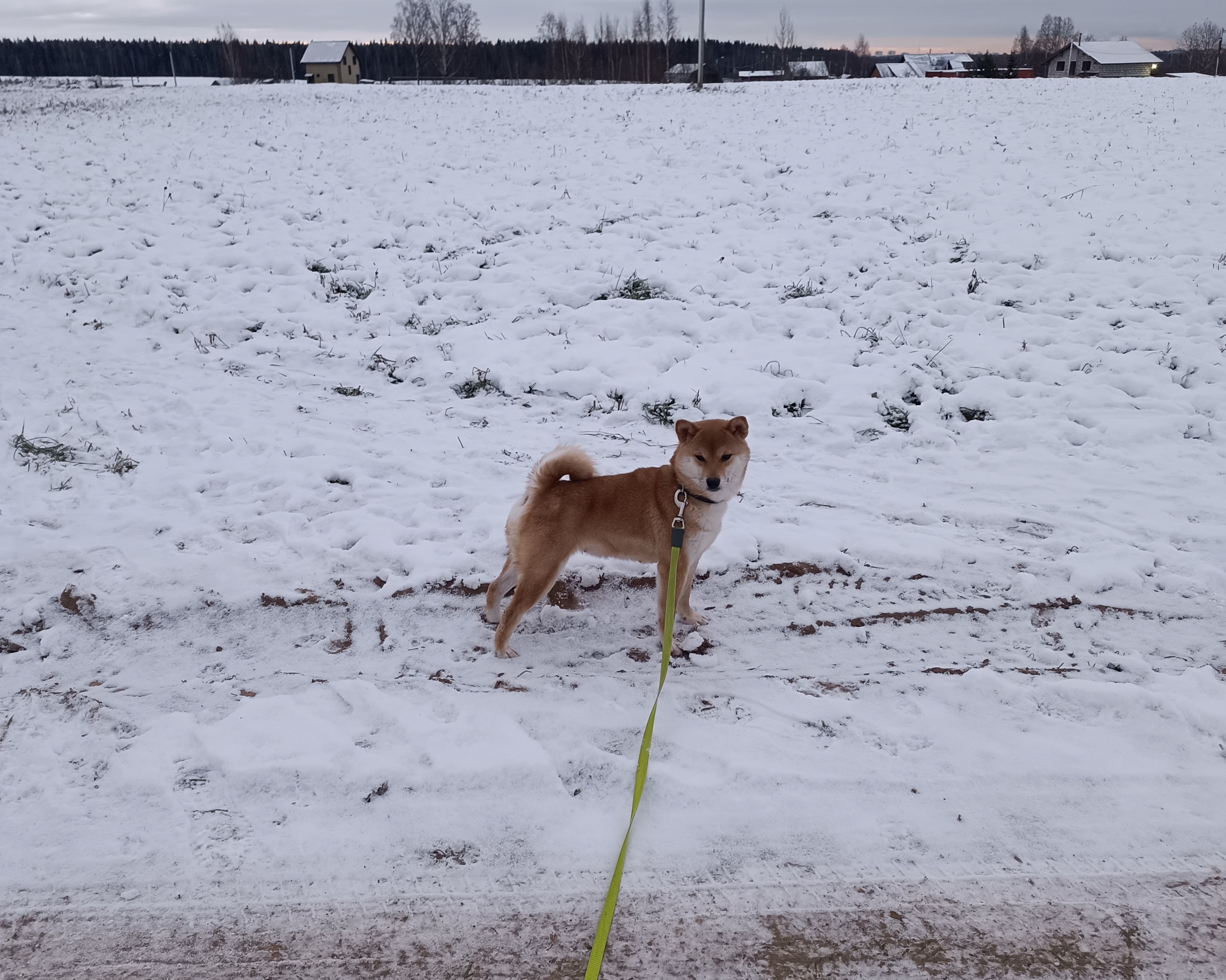 Питомник Рубилайт Сиба Эми* Exceligmos Zaffiro Verde 