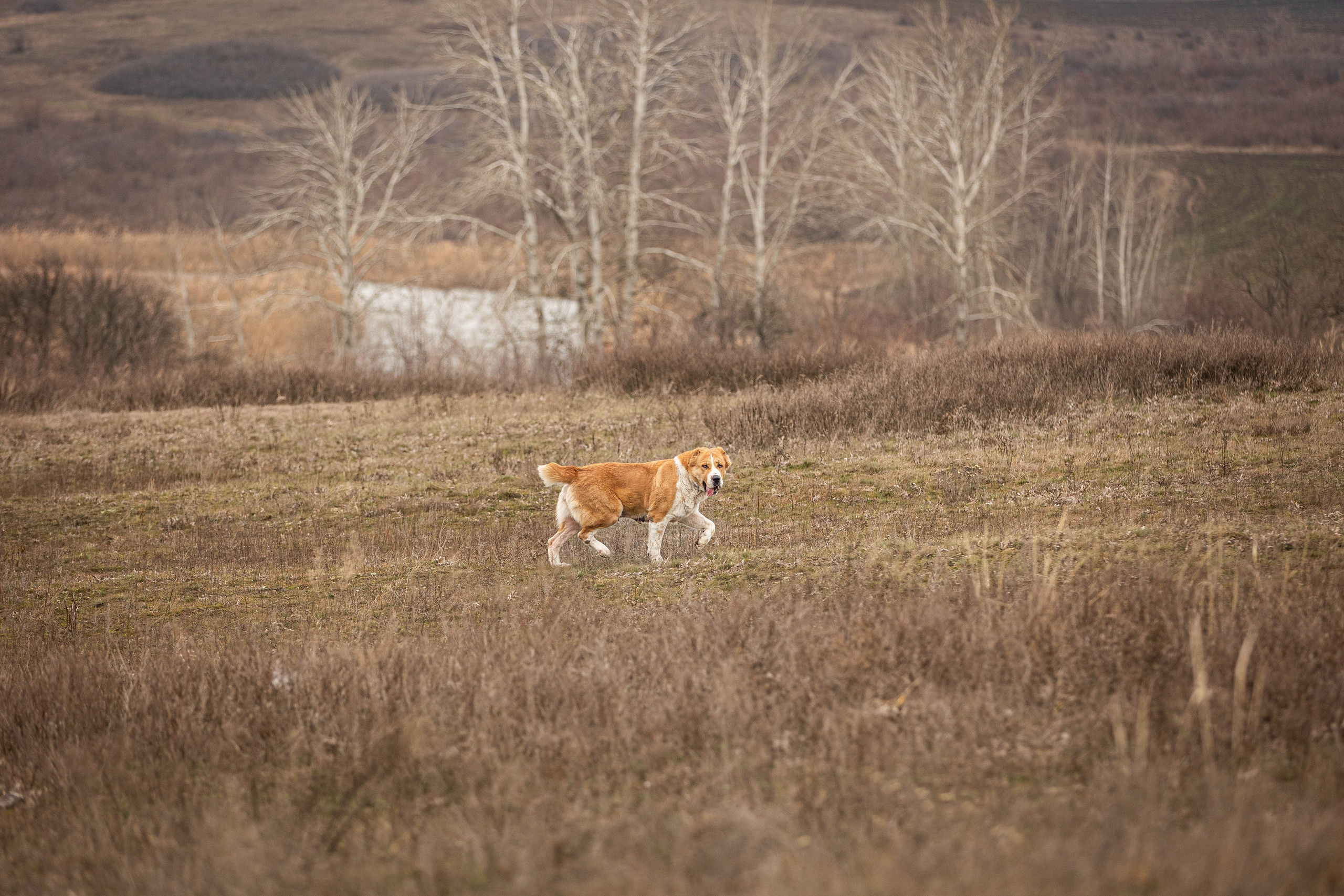Пальма. Фотограф-АниМалист Анна Абрамова