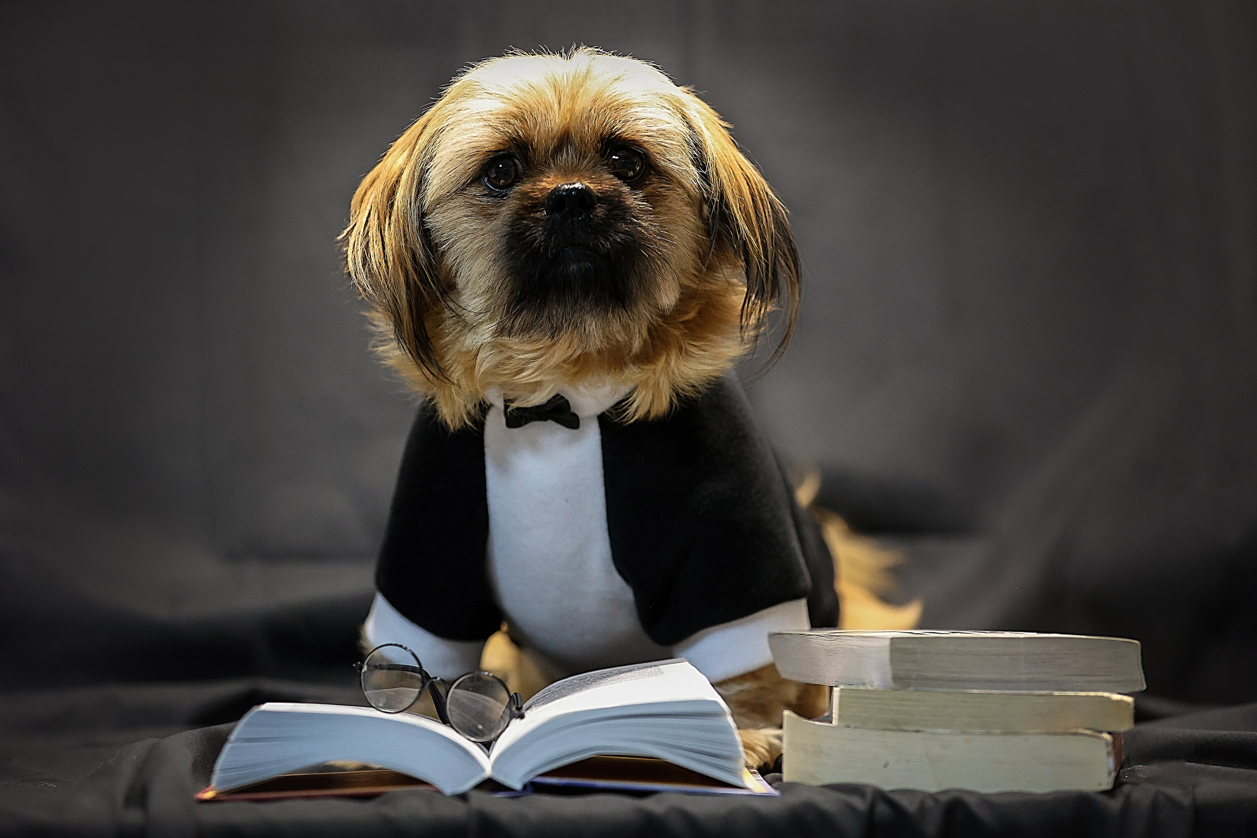 В СТУДИИ. Фотограф-АниМалист Анна Абрамова