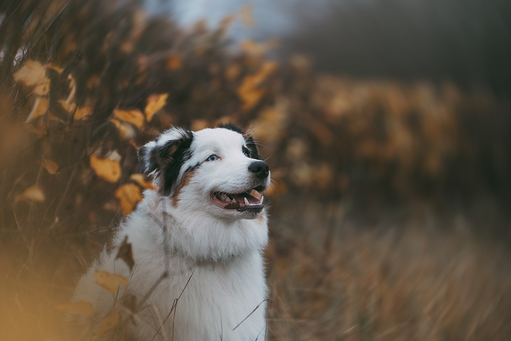 Лиза и Бублик. Фотограф анималист в Москве и Санкт-Петербурге Свиридова Анна