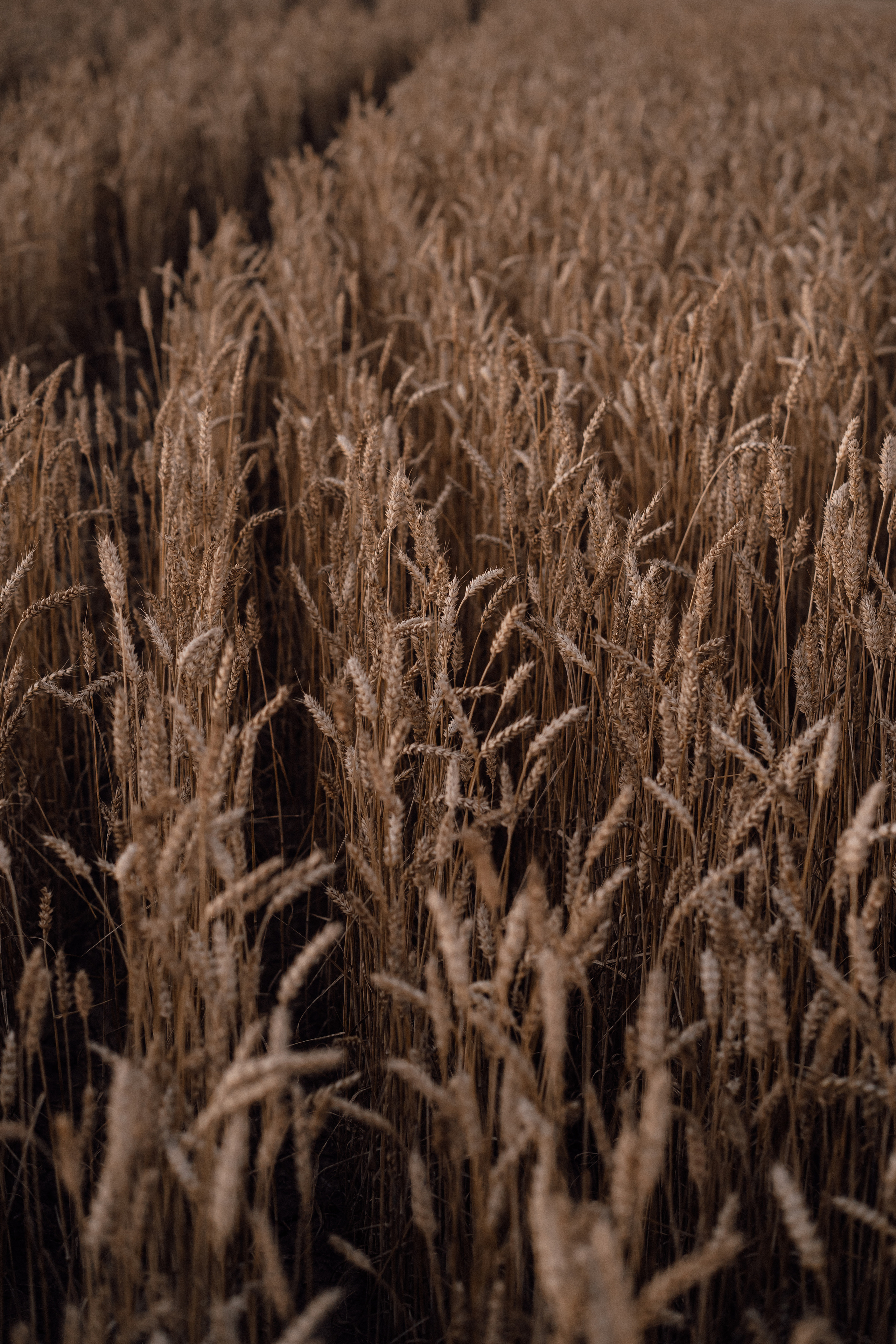 Любовь колосится. Семейный фотограф в Санкт-Петербурге Виталия Белова