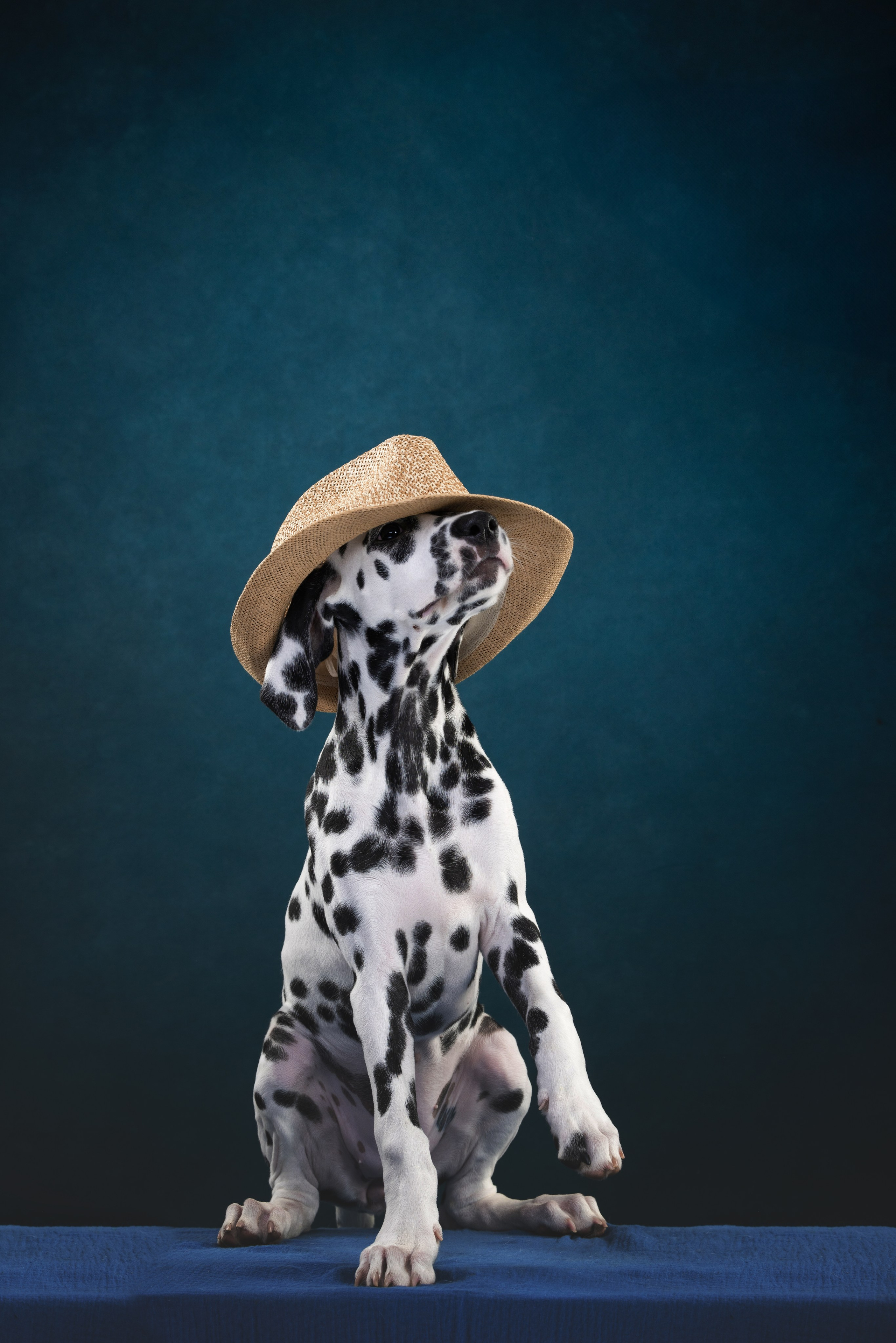 Далматин Одри. Фотограф анималист Осипчикова Мария