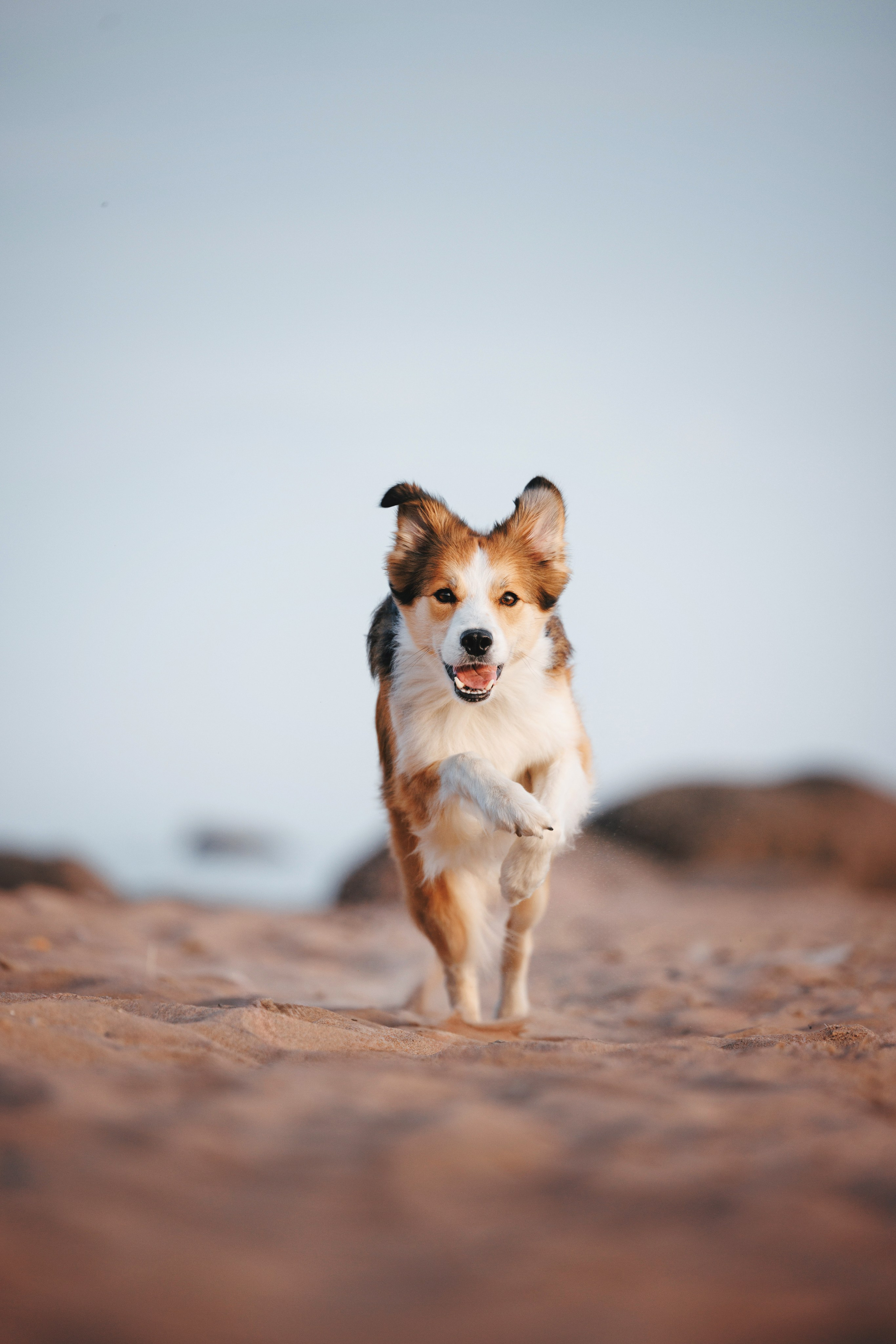Рита, Маша и много собак. Фотограф анималист Осипчикова Мария