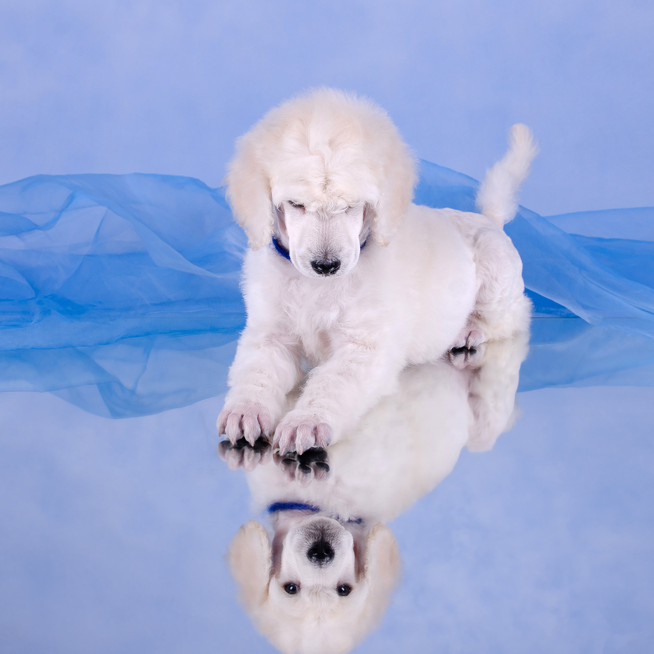 Щенки в домашней студии. Фотограф анималист в Казани Алина Сулейманова. Фотограф животных