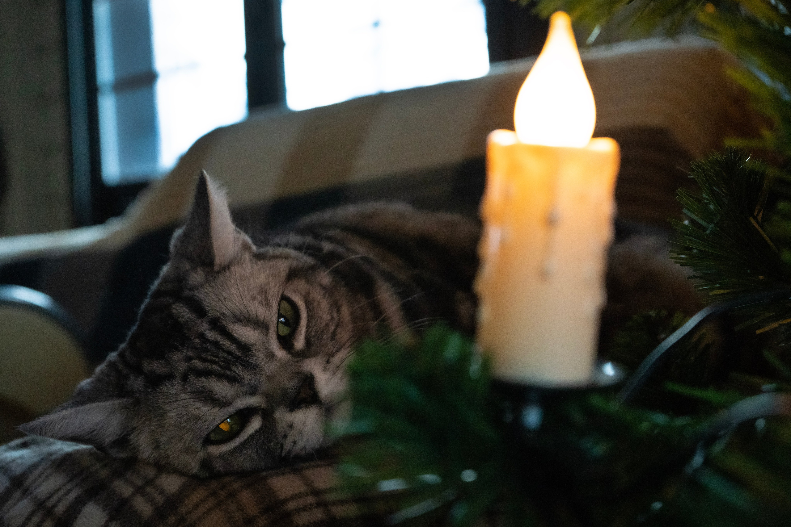 Фотосессии Пушистиков. Фотограф в Санкт-Петербурге Виктория Барышникова