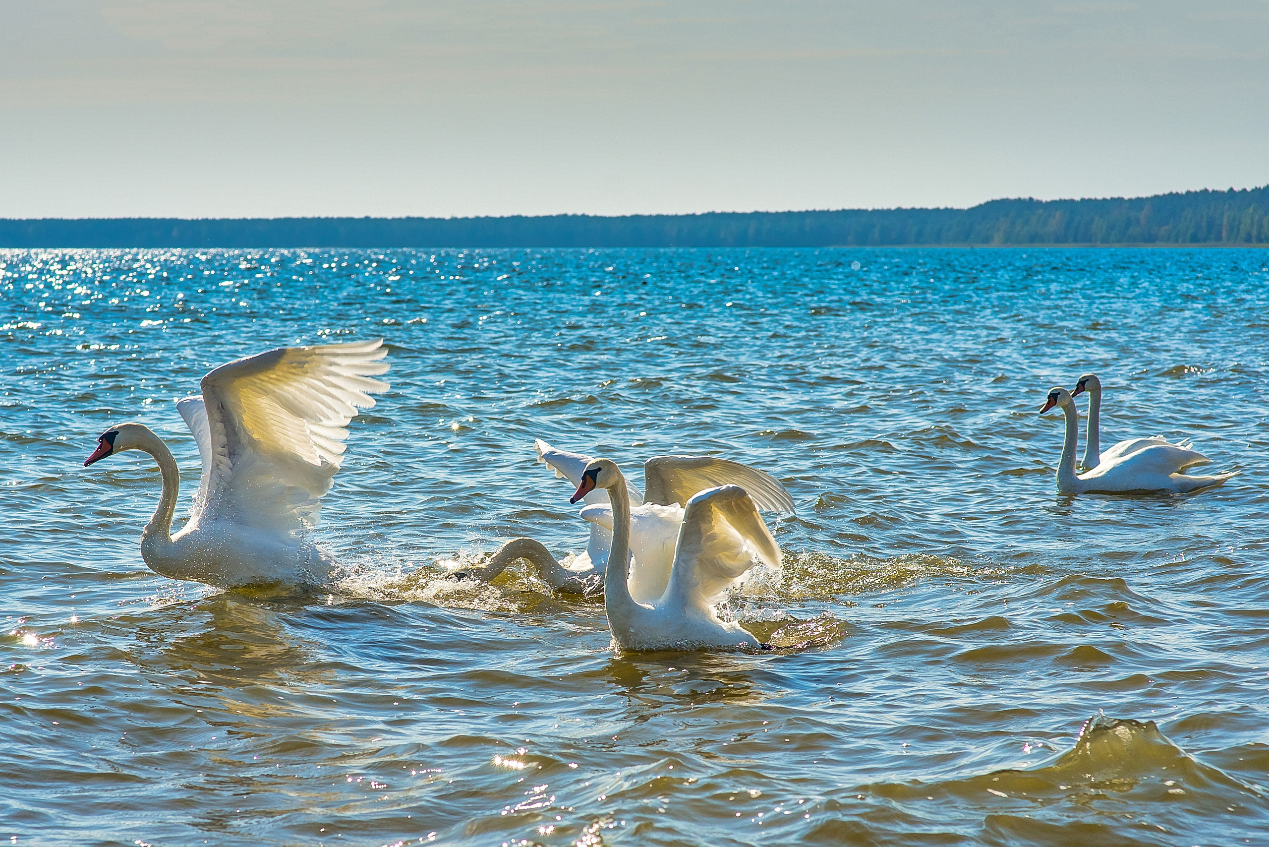 Озеро Нарочь. Белоруссия.