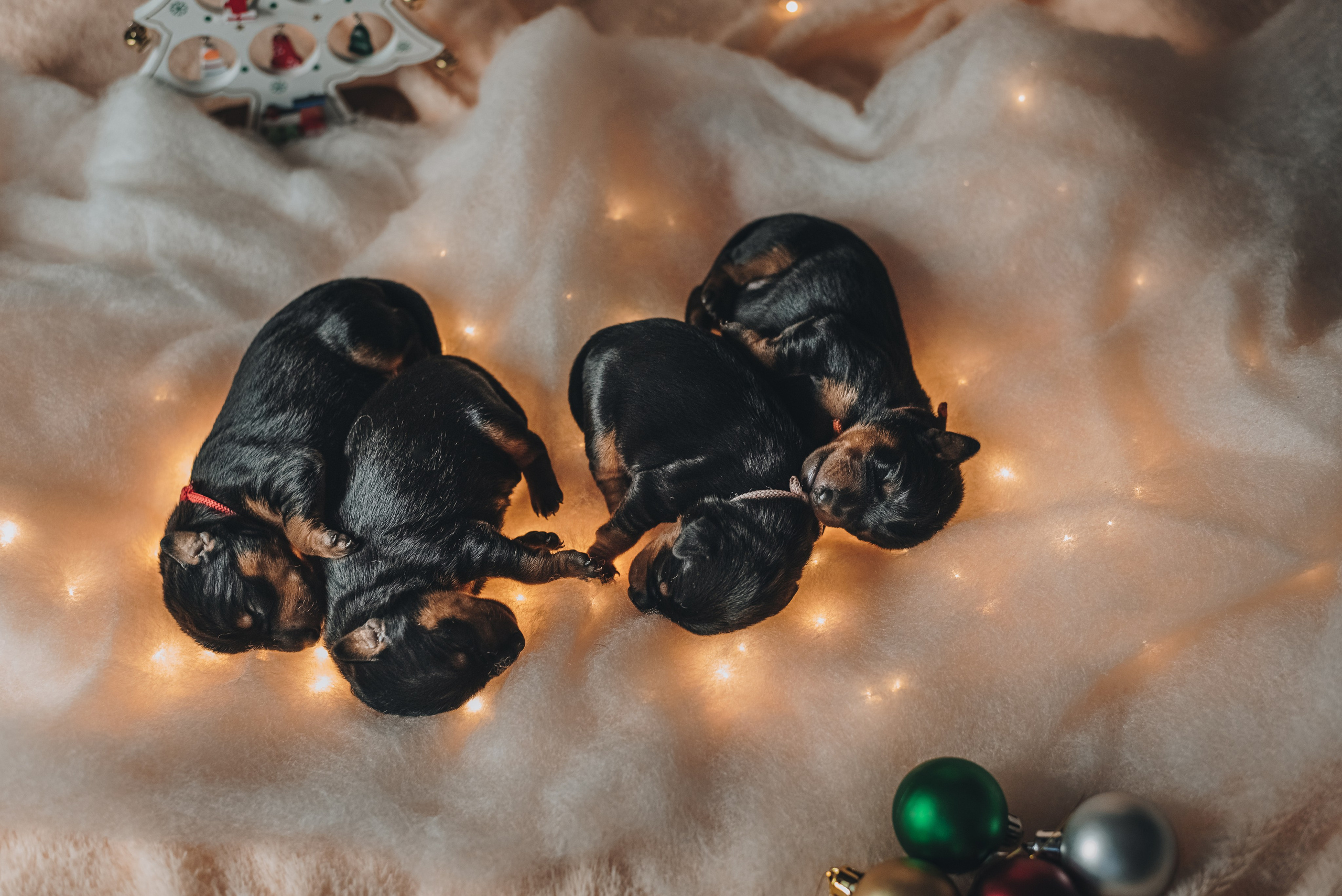 Pinschers. Natalia Finch Photography — Family, Kids & Pet Photographer in Chicago, IL