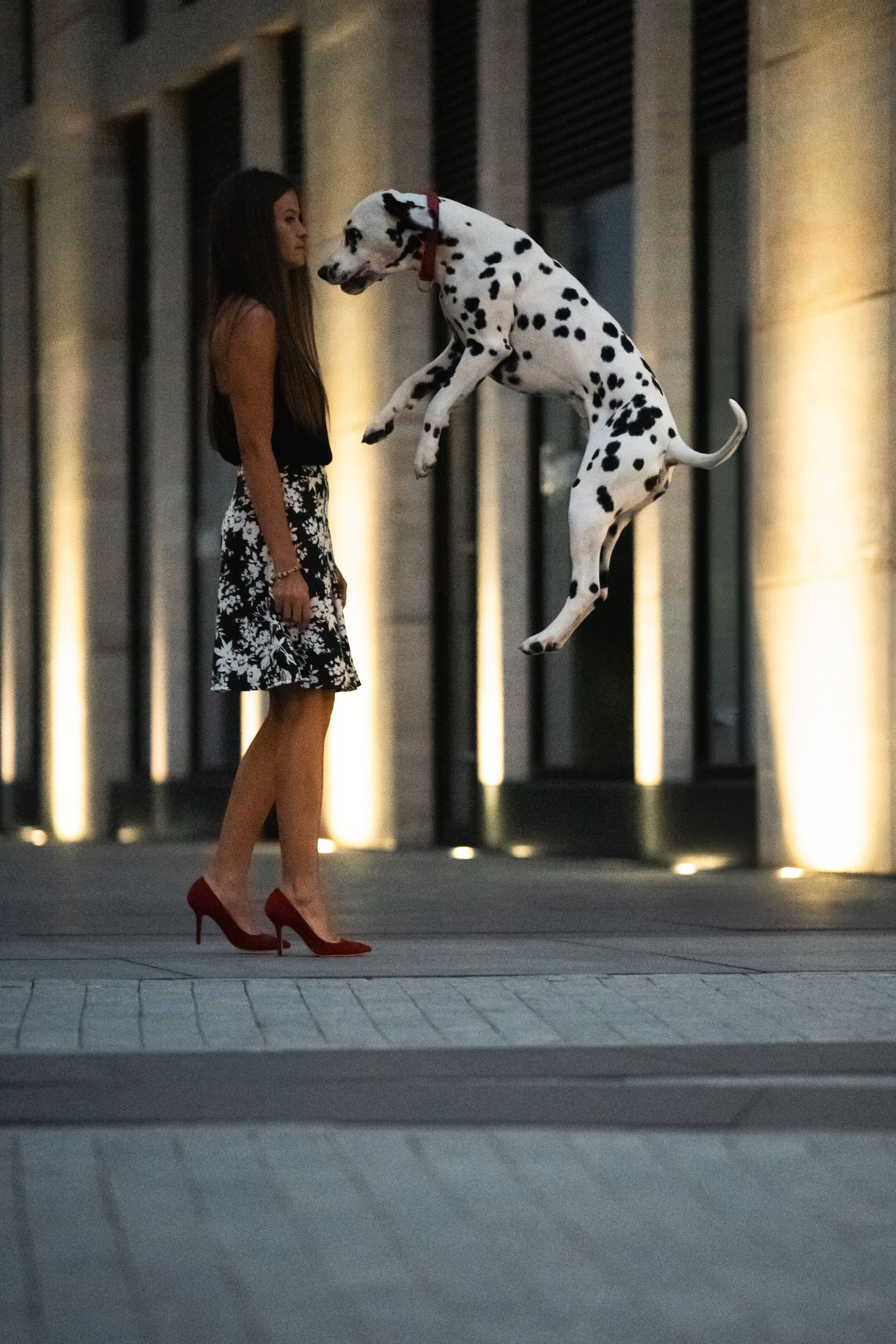 1 Далматин. Фотограф анималист