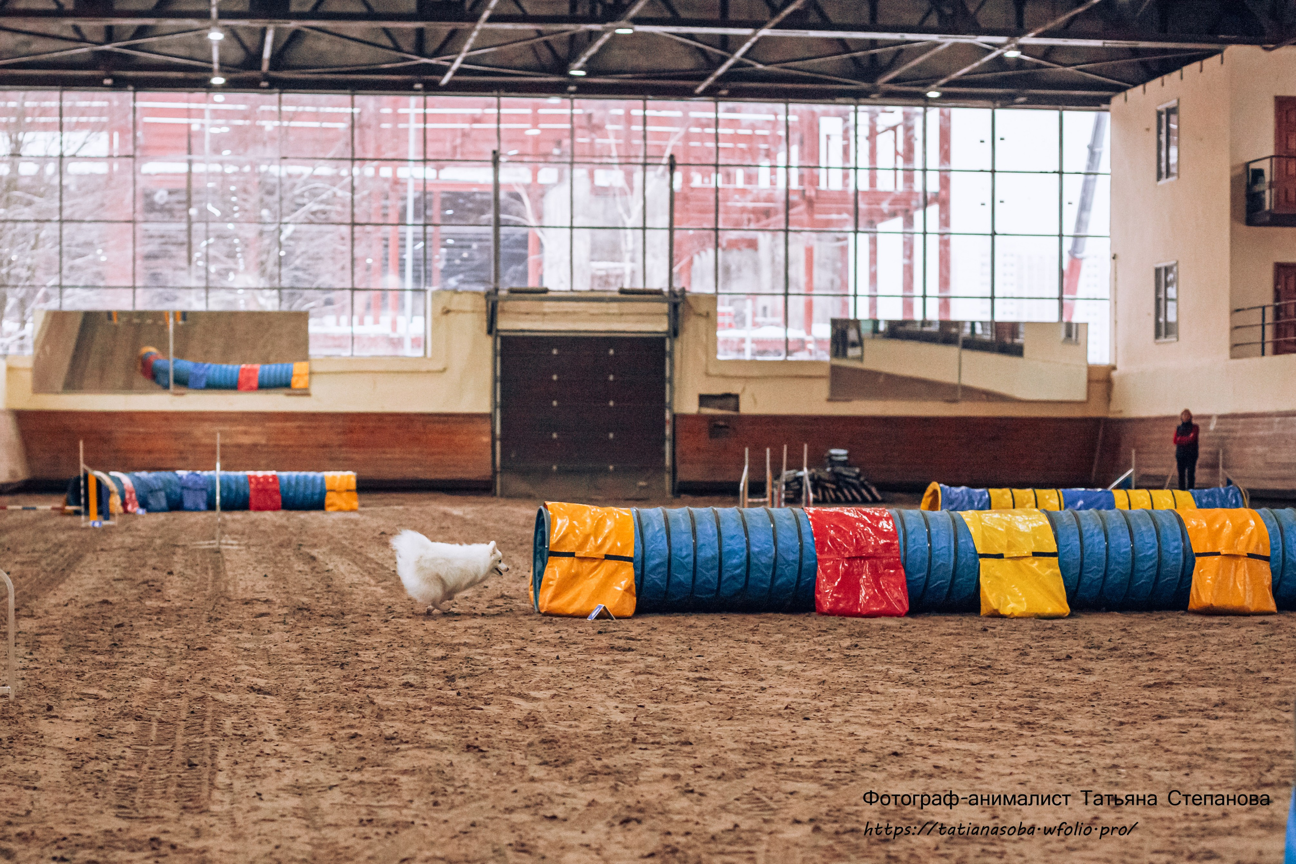 Соревнования по Аджилити 25.02.2024. Фотограф-анималист Татьяна Степанова