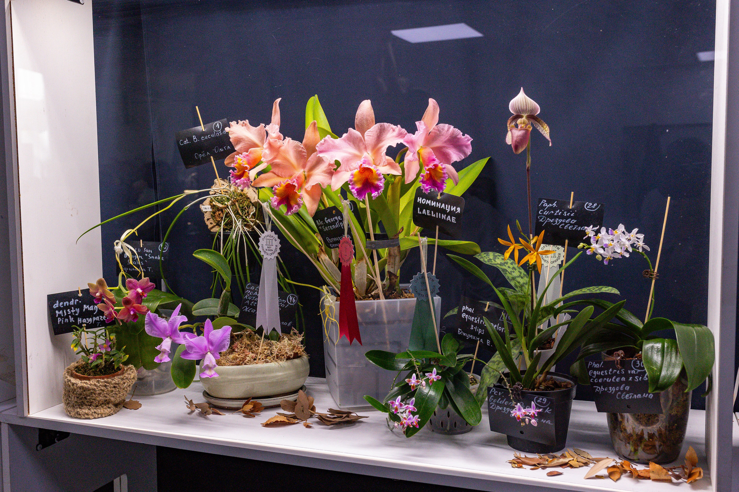 Орхидиум сентябрь 2025. Александра Куликова фотограф, Москва