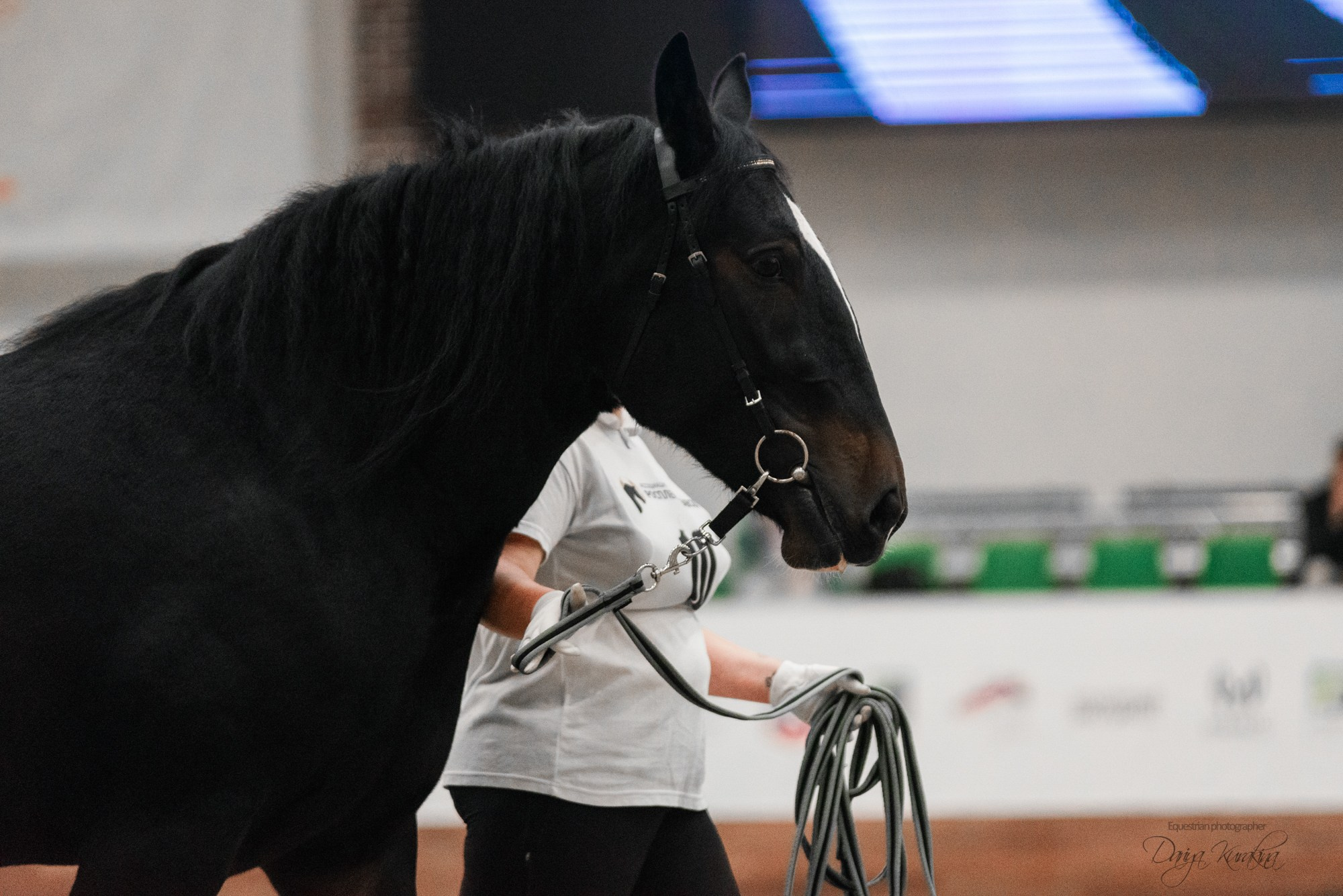 8-я международная выставка Конная Россия. Конный фотограф Куракина Дарья • Фотосессии с лошадьми