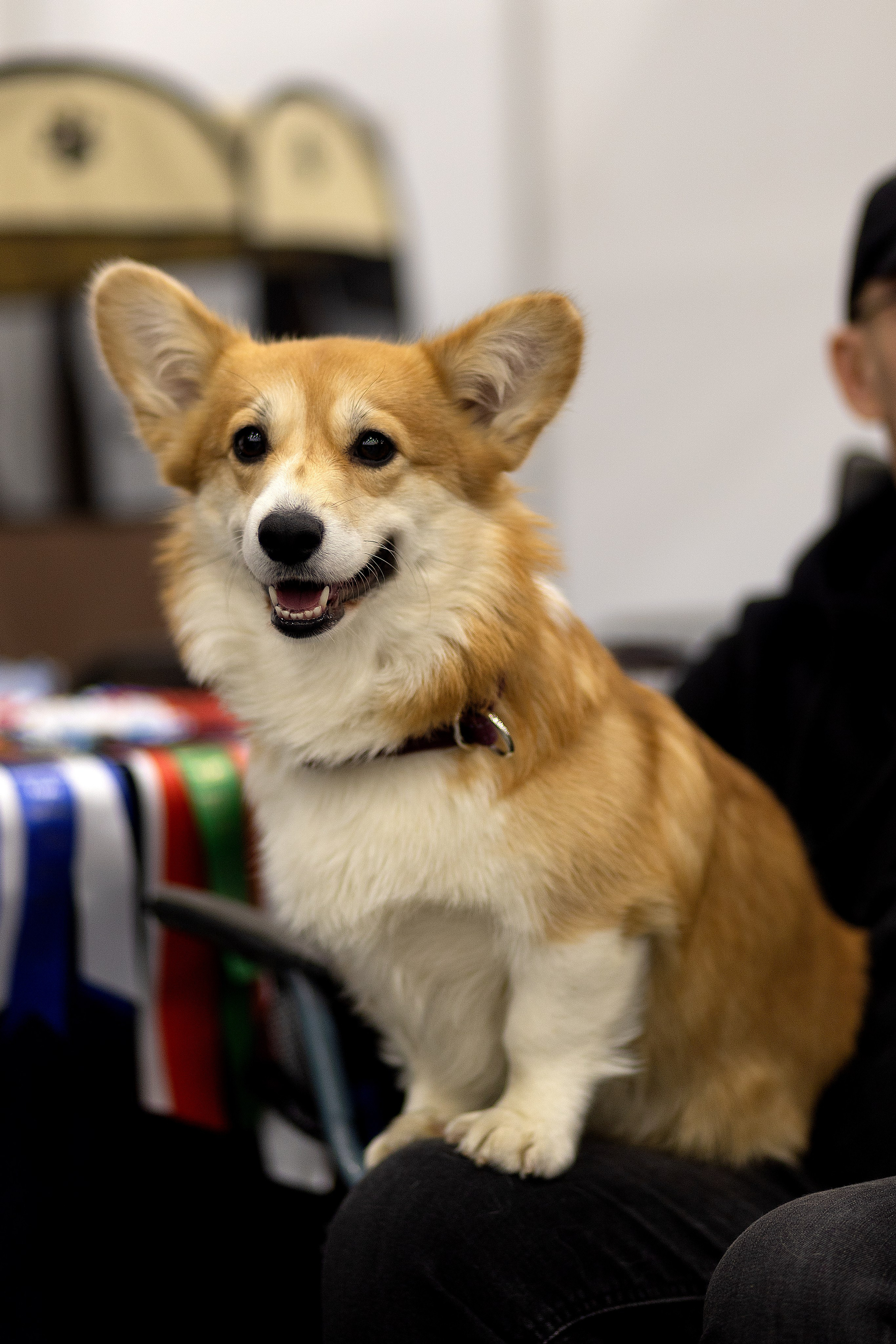 Анималистика