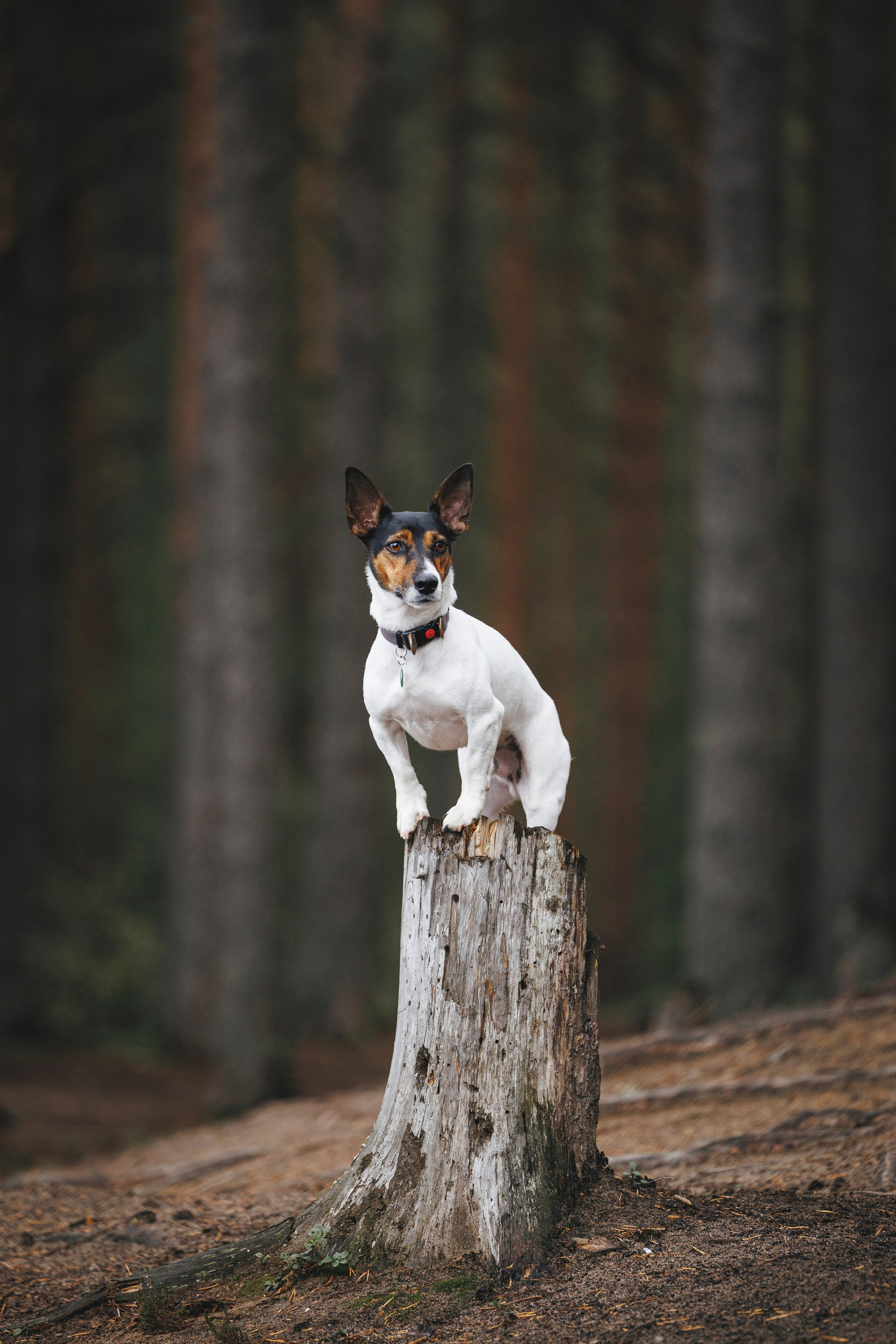 Ания и Ярик. Фотограф-анималист Анна Маринич