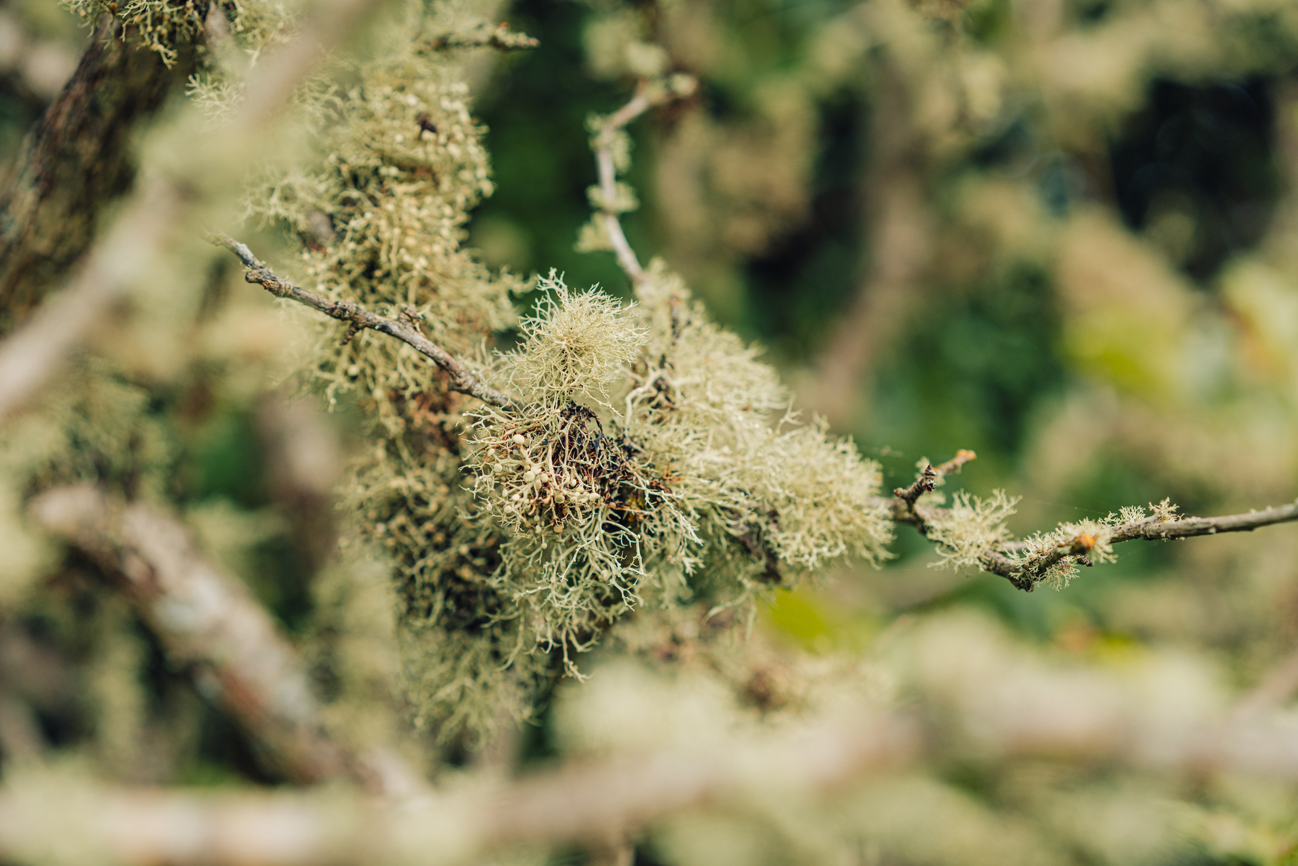 Тисовая роща | Остров Петрова. Иван Зайцев (IZIART) — создание культурного кода через фото и видео