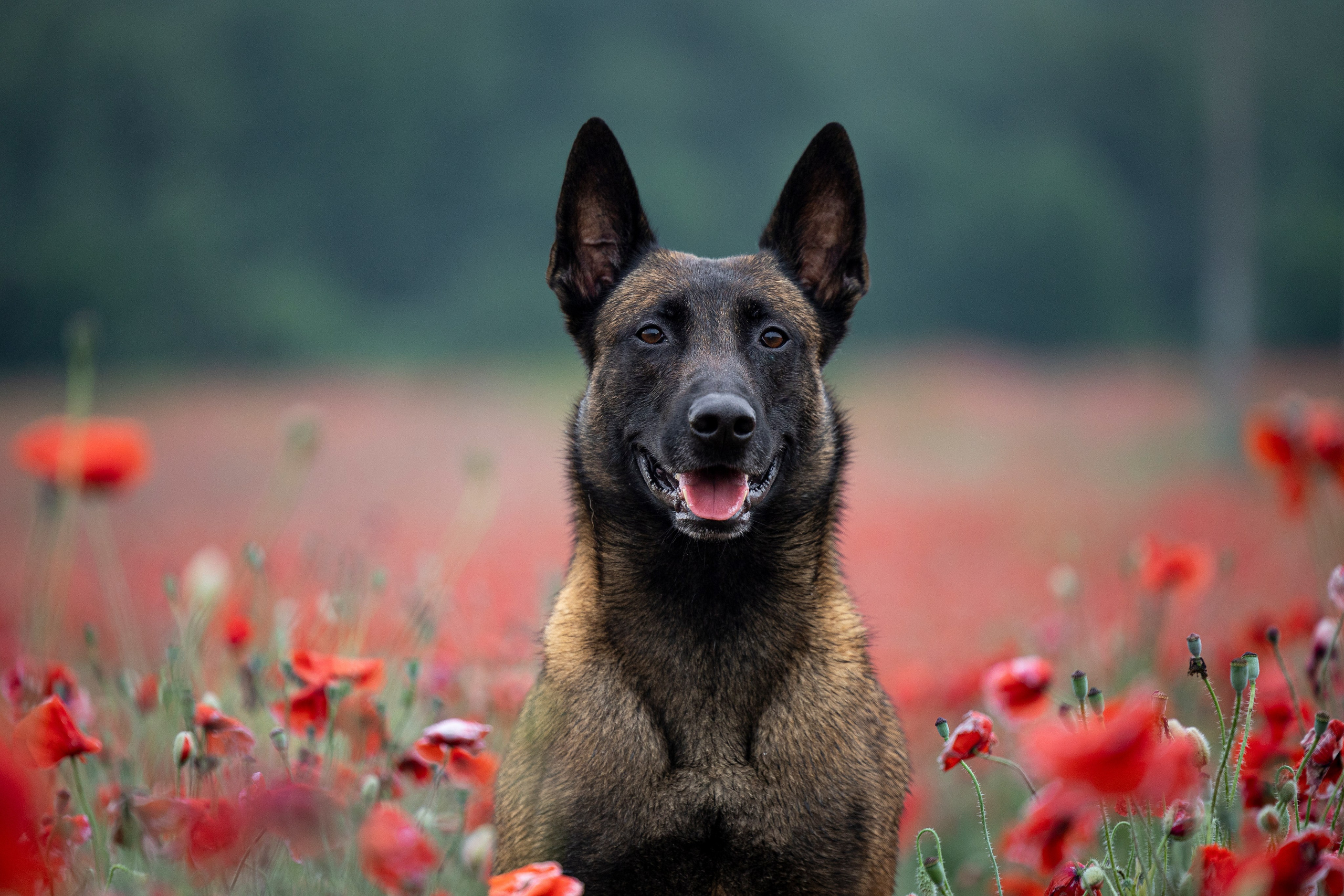 Маковое поле. Фотограф-анималист Анна Маринич